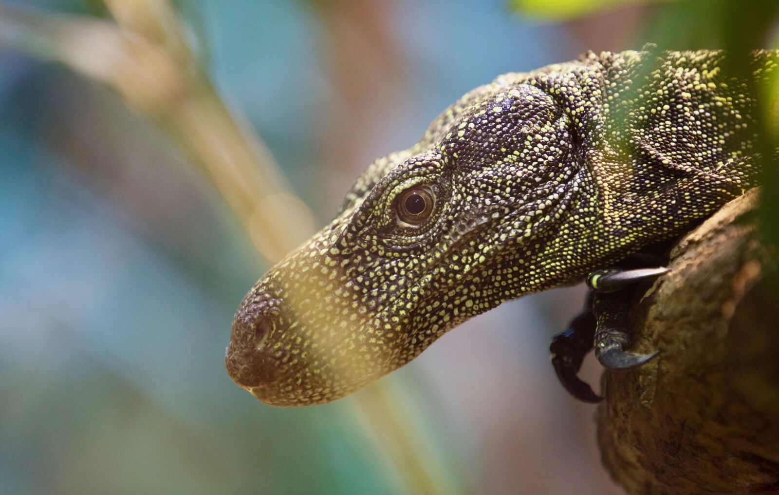 Canon EOS 5D Mark III sample photo. Lizard, animal, reptile photography