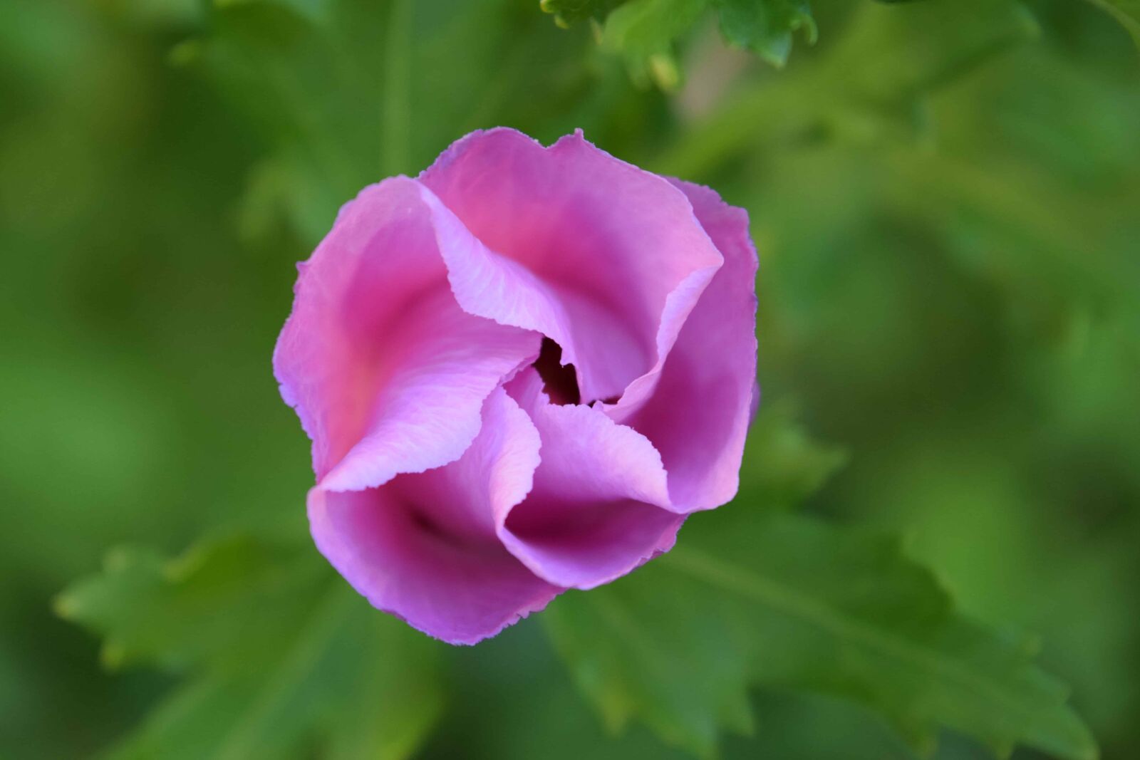Nikon D3300 sample photo. Summer, leaf, flora, nature photography