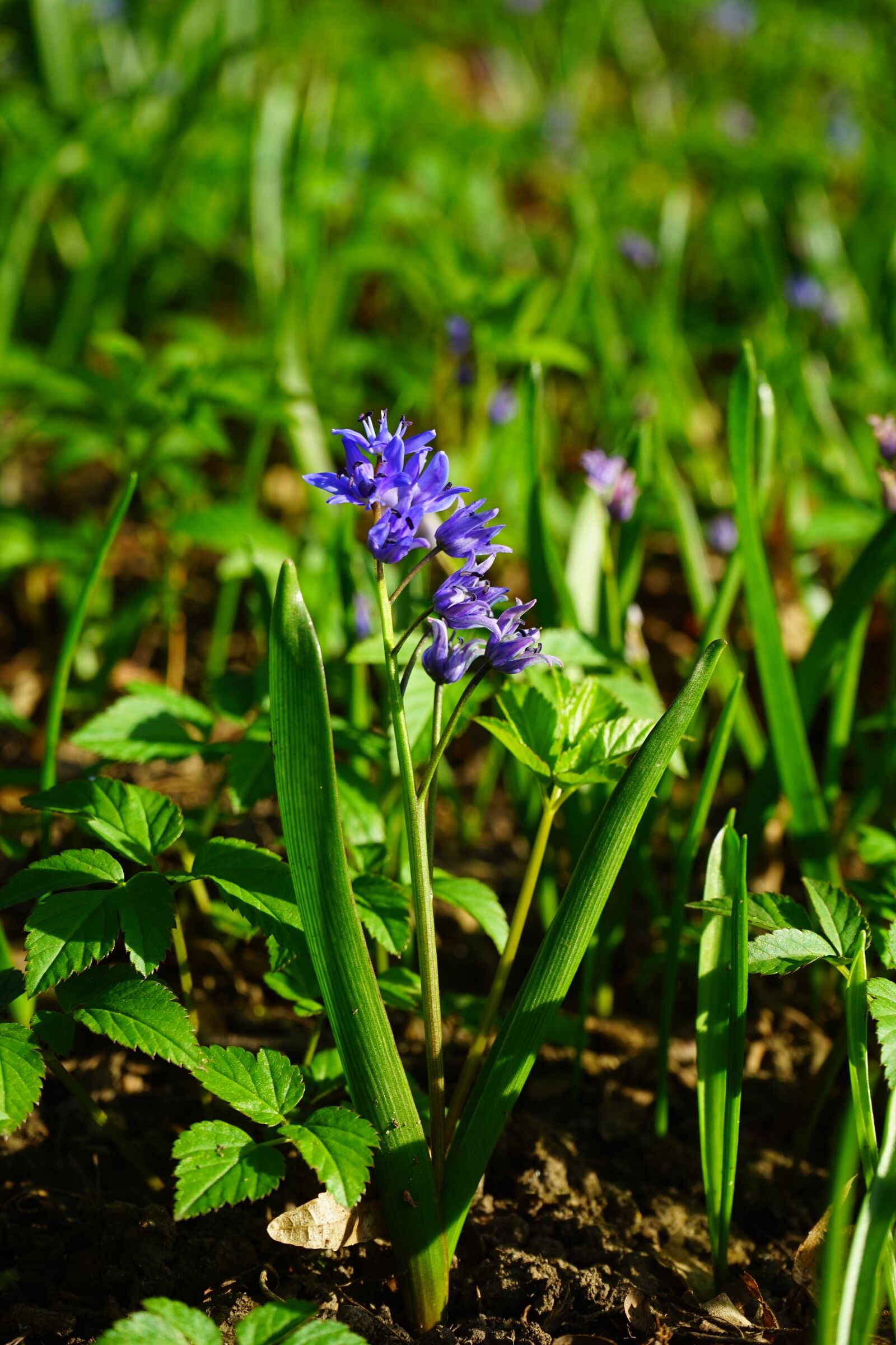 Sony a7 + Sony FE 28-70mm F3.5-5.6 OSS sample photo. Blue star, scilla, blossom photography