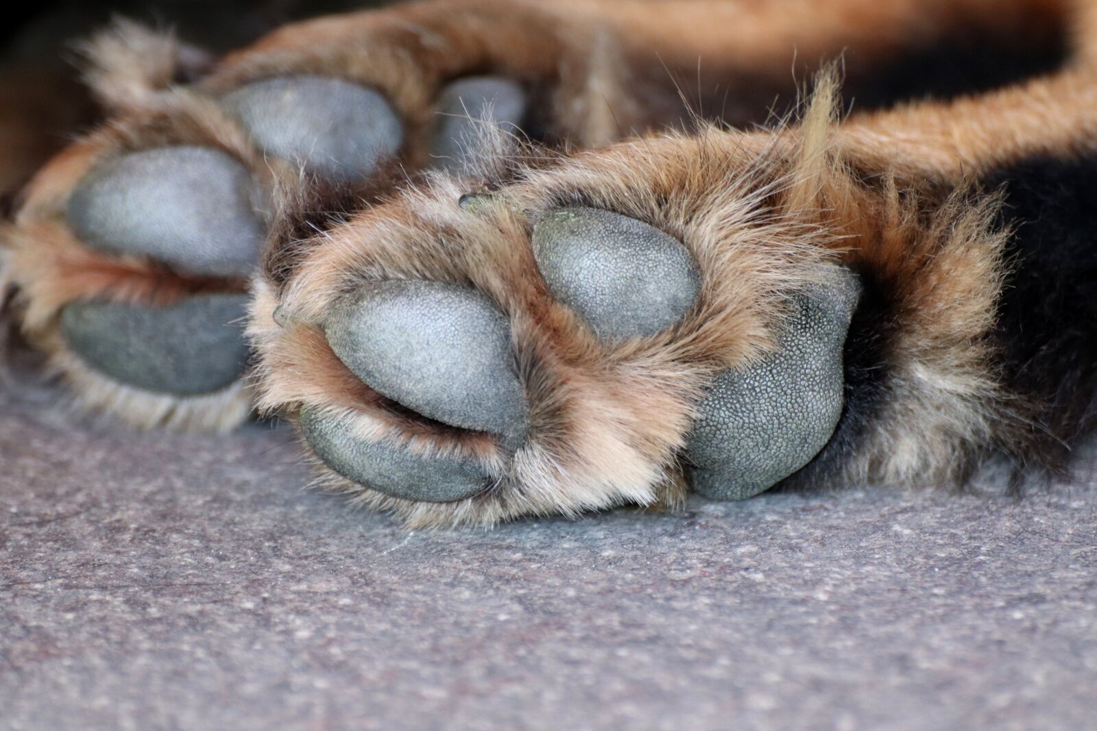 Canon EOS 200D (EOS Rebel SL2 / EOS Kiss X9) sample photo. Dog paw, dog, paw photography