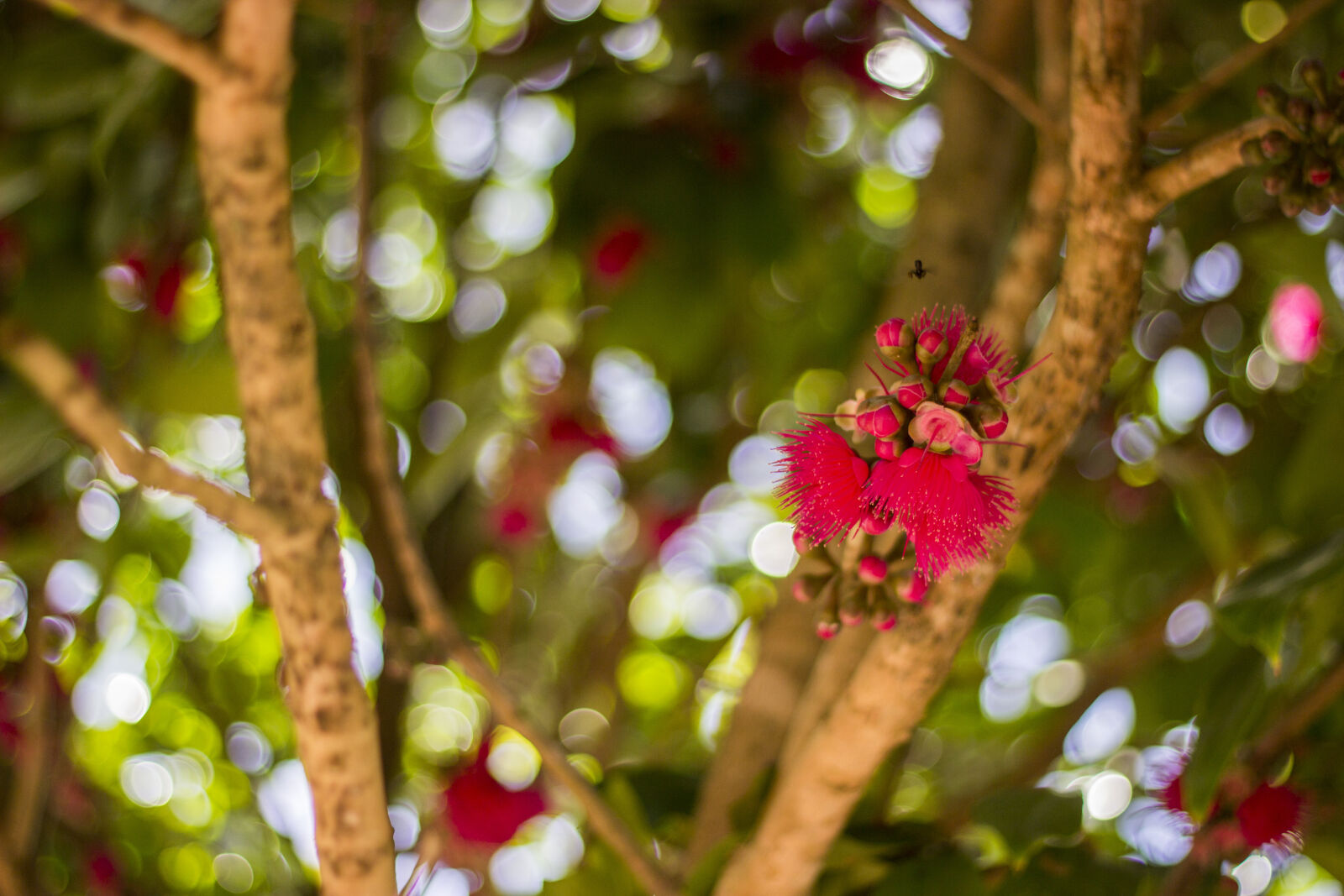 Canon EF 50mm F1.8 II sample photo. Contrast, flower, fly, green photography