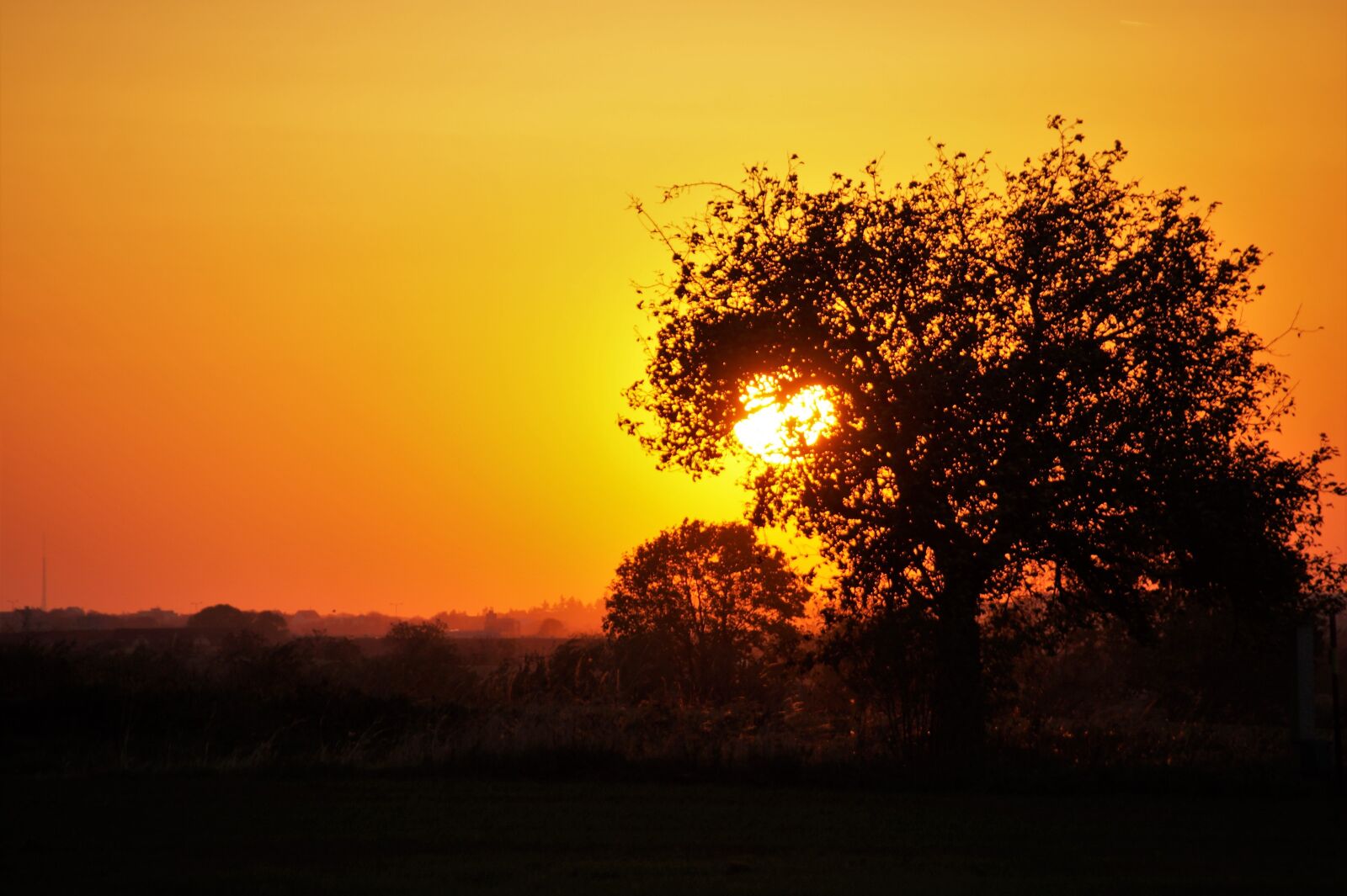 Sony SLT-A58 sample photo. Sunset, trees, silhouette photography