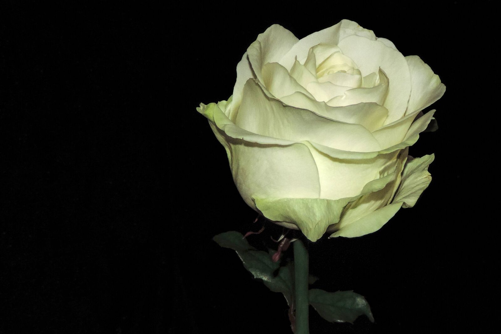 Nikon Coolpix P520 sample photo. Rose, white, white rose photography