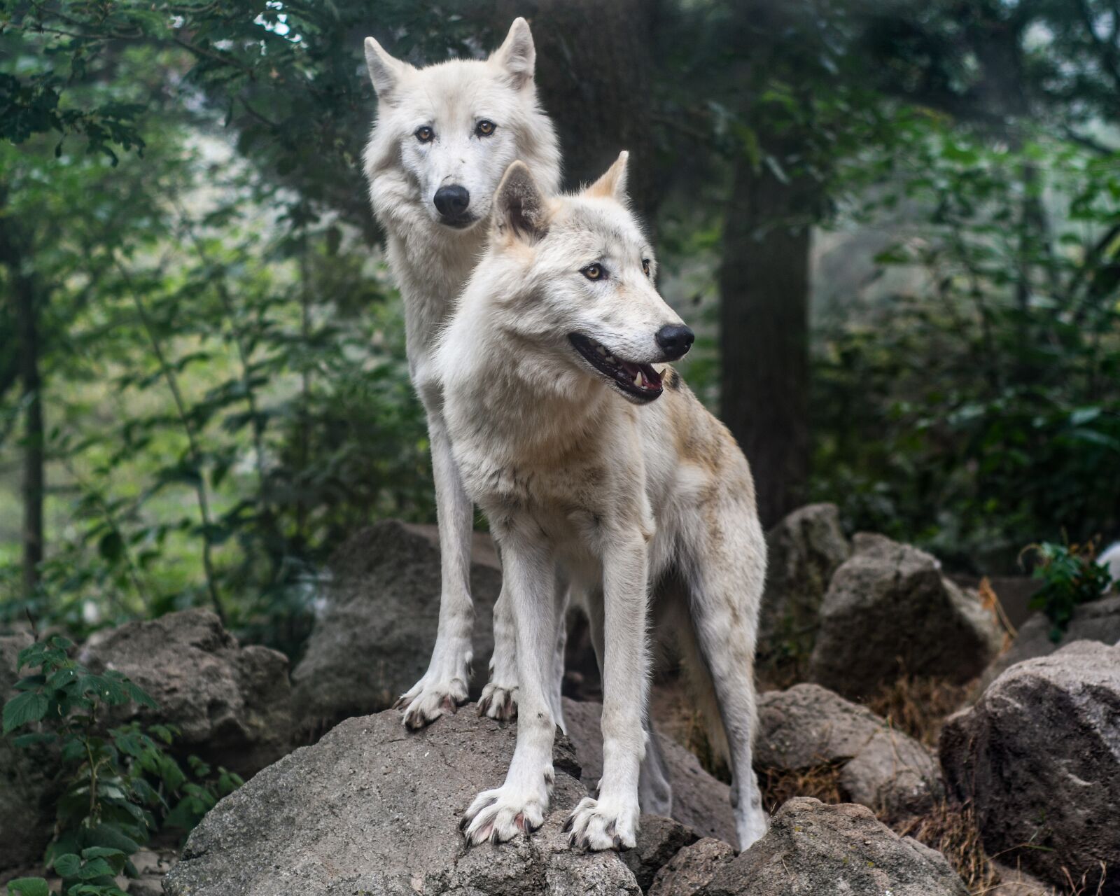 Nikon D500 sample photo. Wolf, predator, two photography