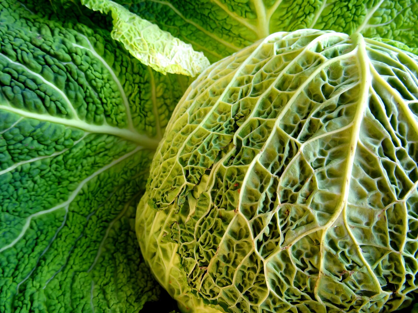 Sony DSC-HX50 sample photo. Savoy, kohl, vegetables photography