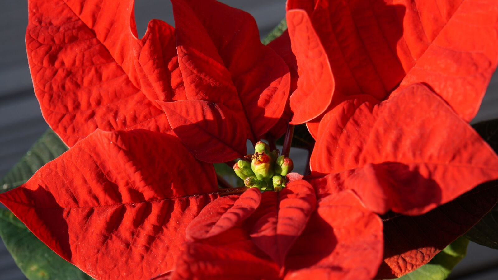 Sony a6000 sample photo. Poinsettia, plant, red photography