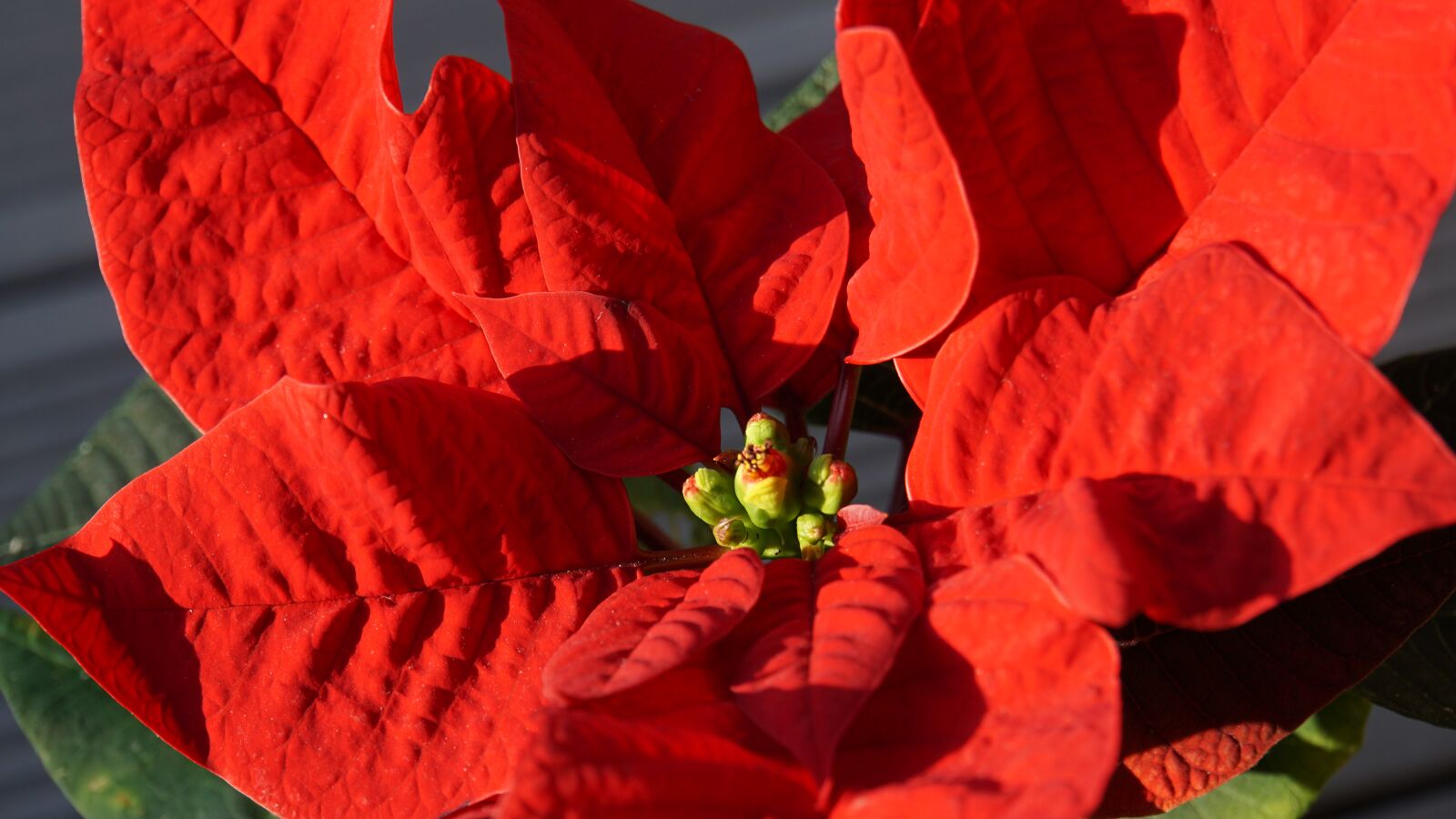 Sony E 18-200mm F3.5-6.3 OSS LE sample photo. Poinsettia, plant, red photography