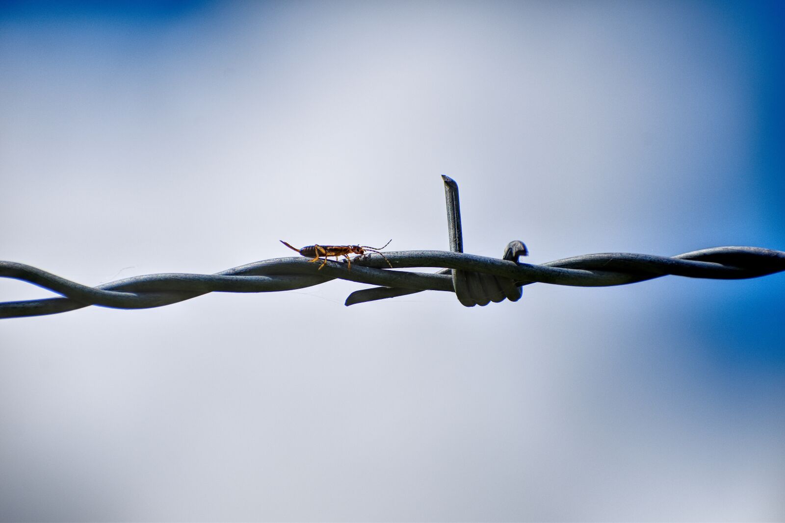 Nikon D3500 sample photo. Barbed wire, sky, cloudy photography