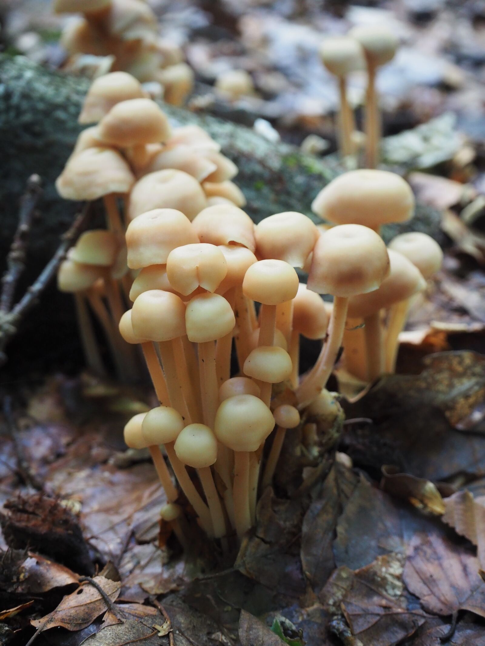 Olympus OM-D E-M10 II sample photo. Forest, mushroom, autumn photography