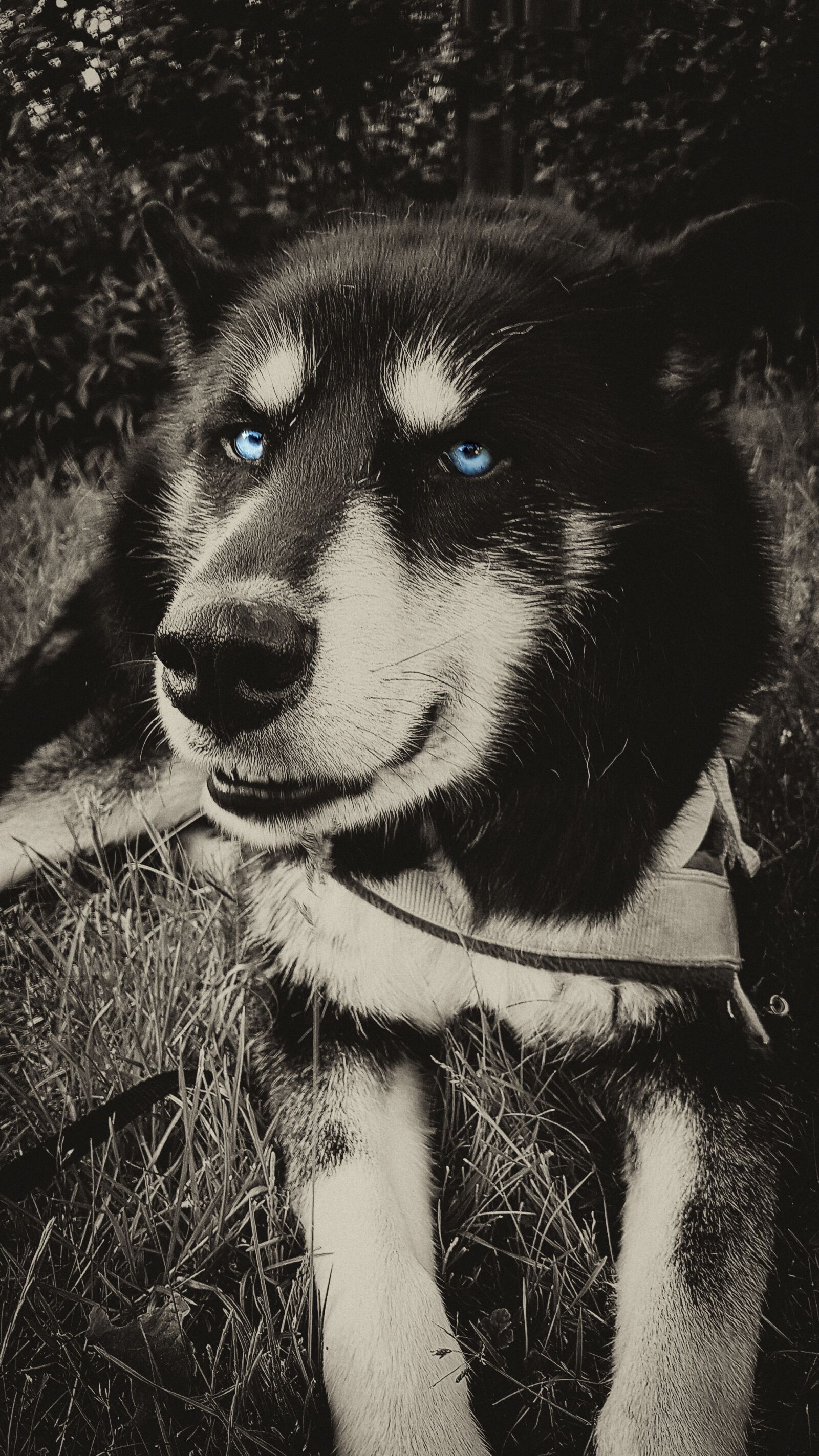 Samsung Galaxy S7 Edge sample photo. Husky, dog, wolf photography