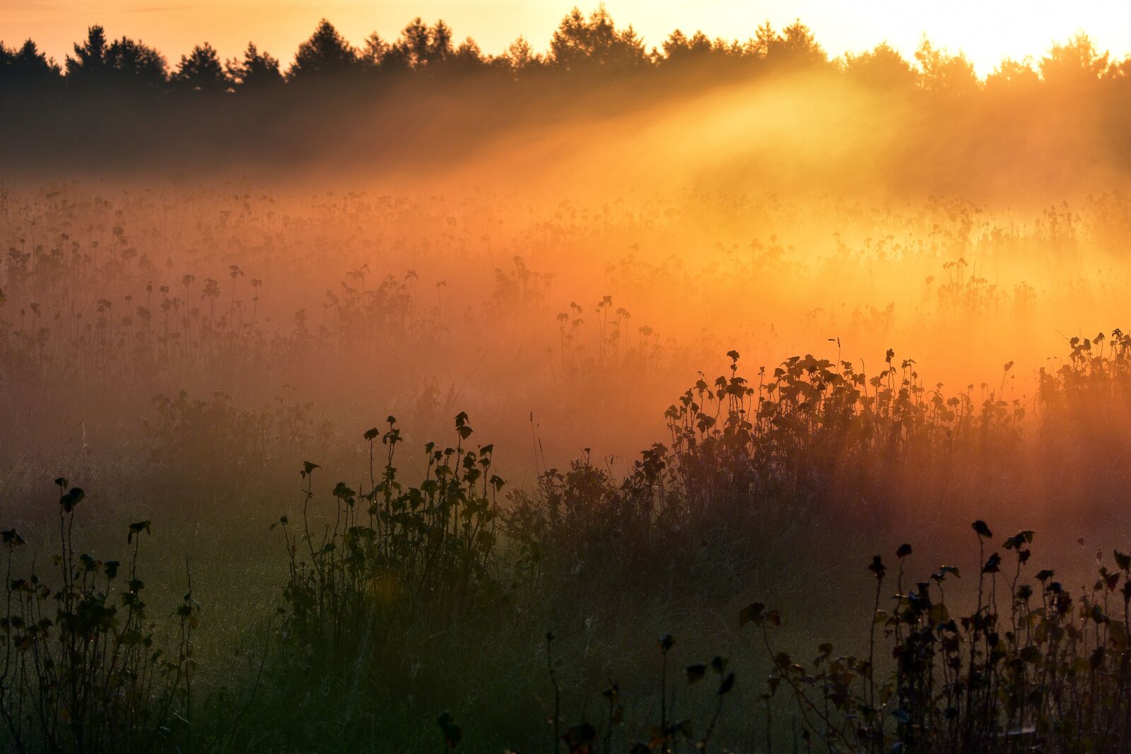 Nikon D3400 sample photo. Morning, east, the fog photography