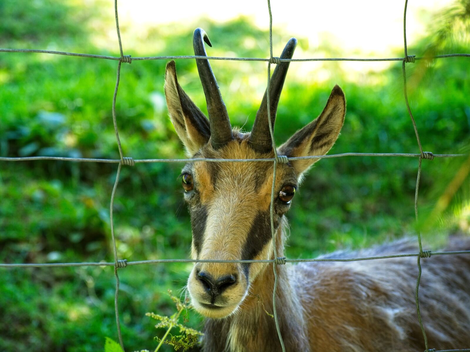 Nikon D7100 sample photo. Chamois, gams, wild photography