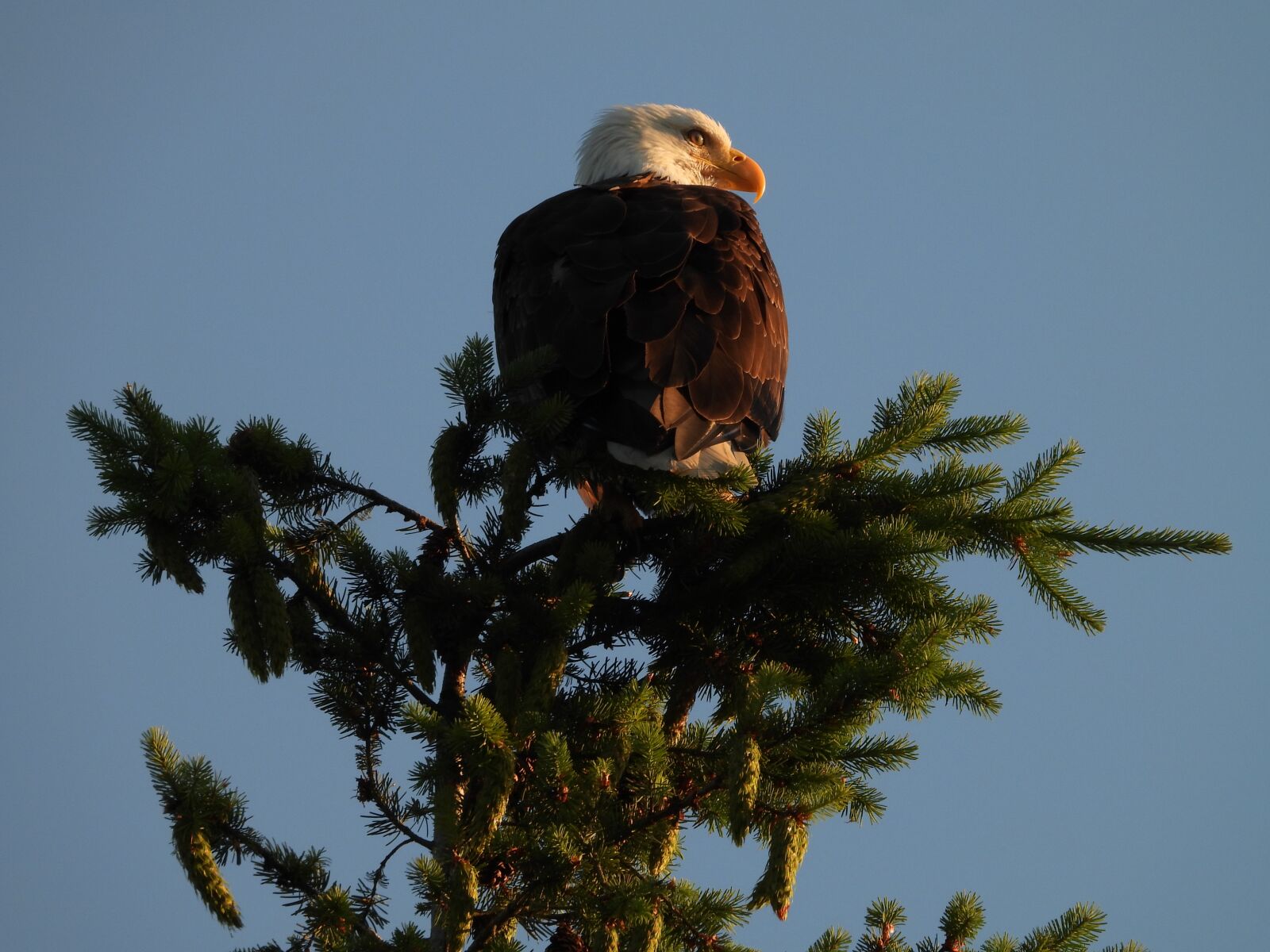 Nikon Coolpix P1000 sample photo. Eagle, bird, wild photography