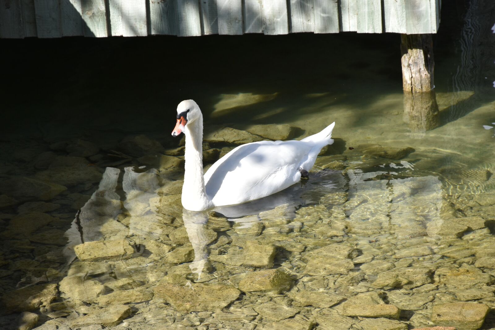 Nikon D5600 sample photo. Swan, bird, waterfowl photography