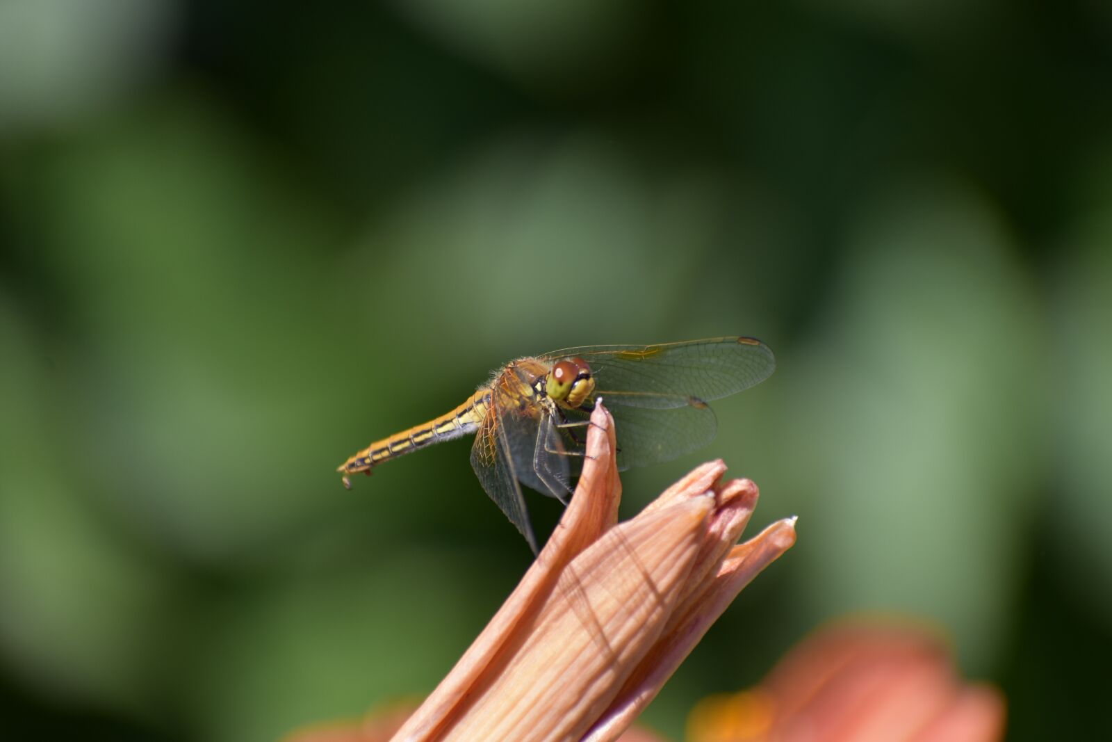 Nikon D3400 sample photo. Dragonfly, insect, day-lily photography