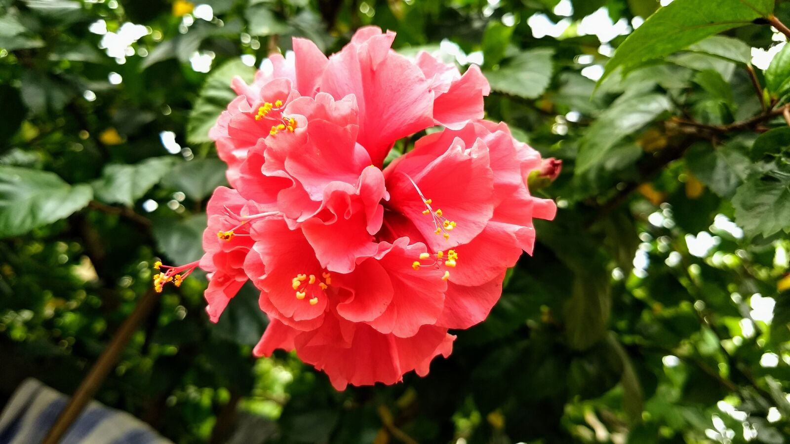 Motorola Moto G (5) Plus sample photo. Beautiful, red, hibiscus photography