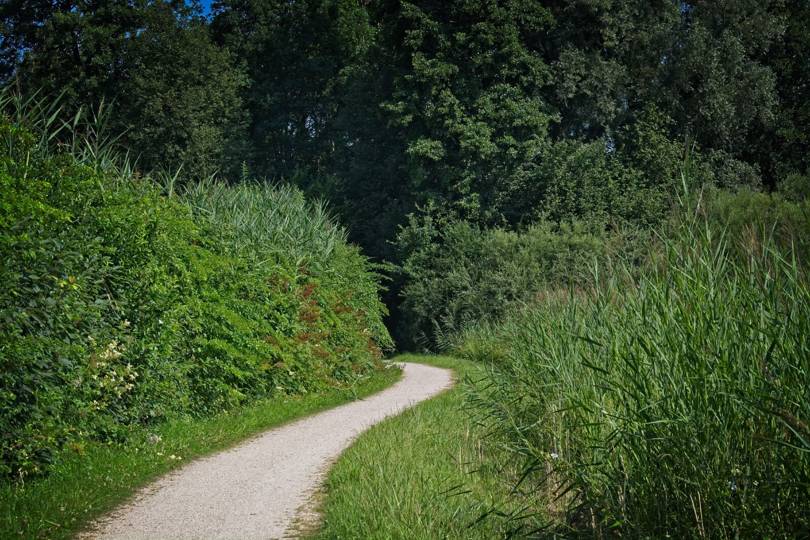 Nikon D7100 sample photo. Trail, away, trees photography
