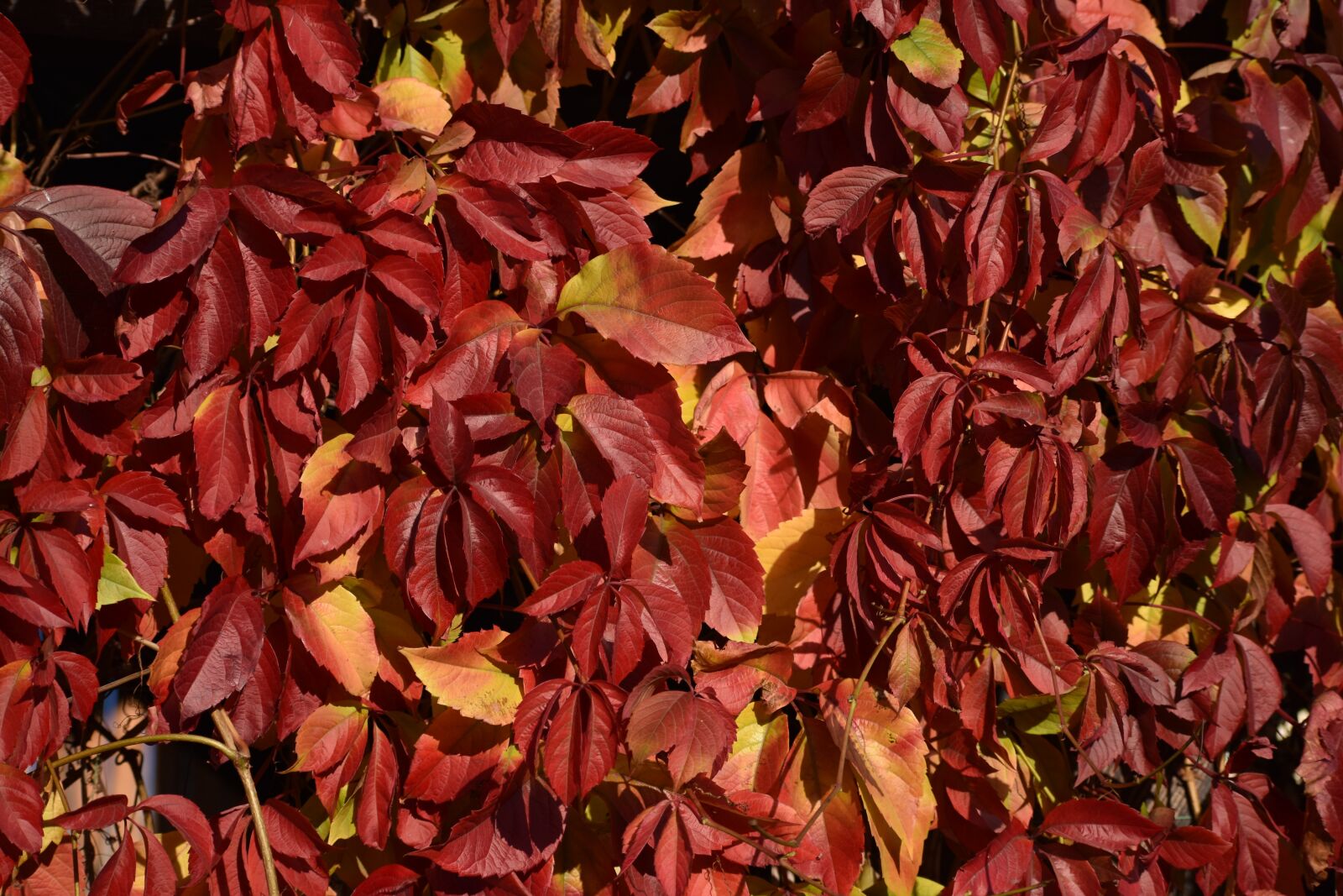 Nikon D3400 sample photo. Autumn, leaves, red photography
