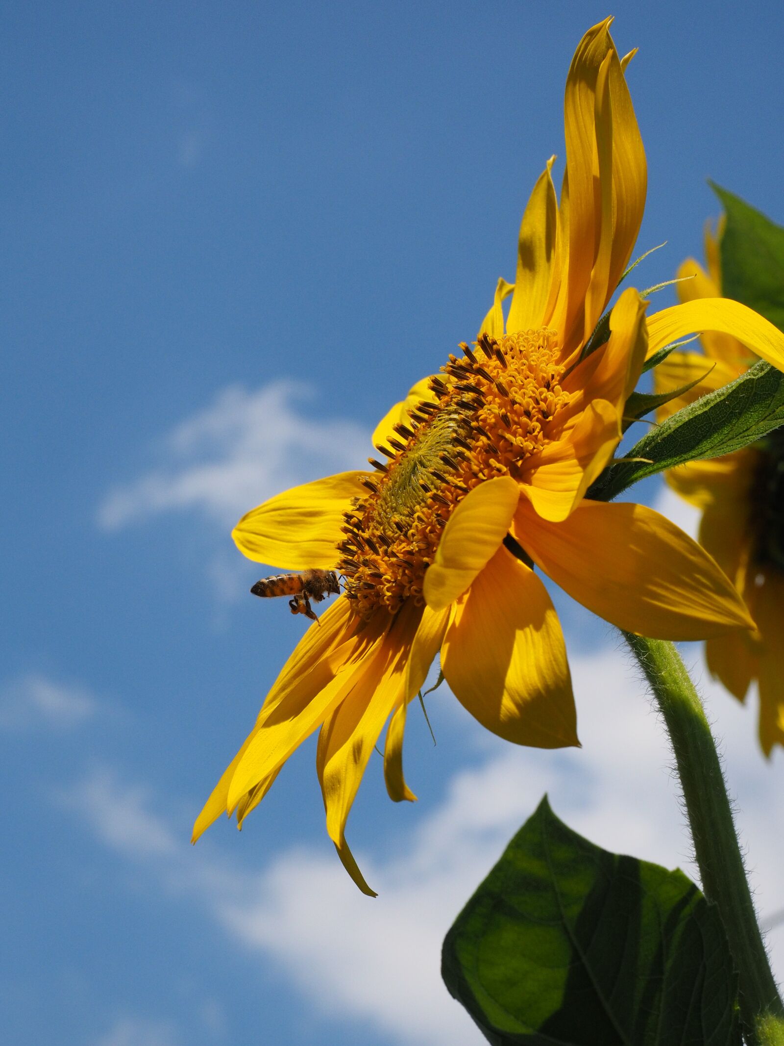 Olympus OM-D E-M1 + Olympus M.Zuiko Digital ED 12-40mm F2.8 Pro sample photo. Sunflower, pollination, bee photography