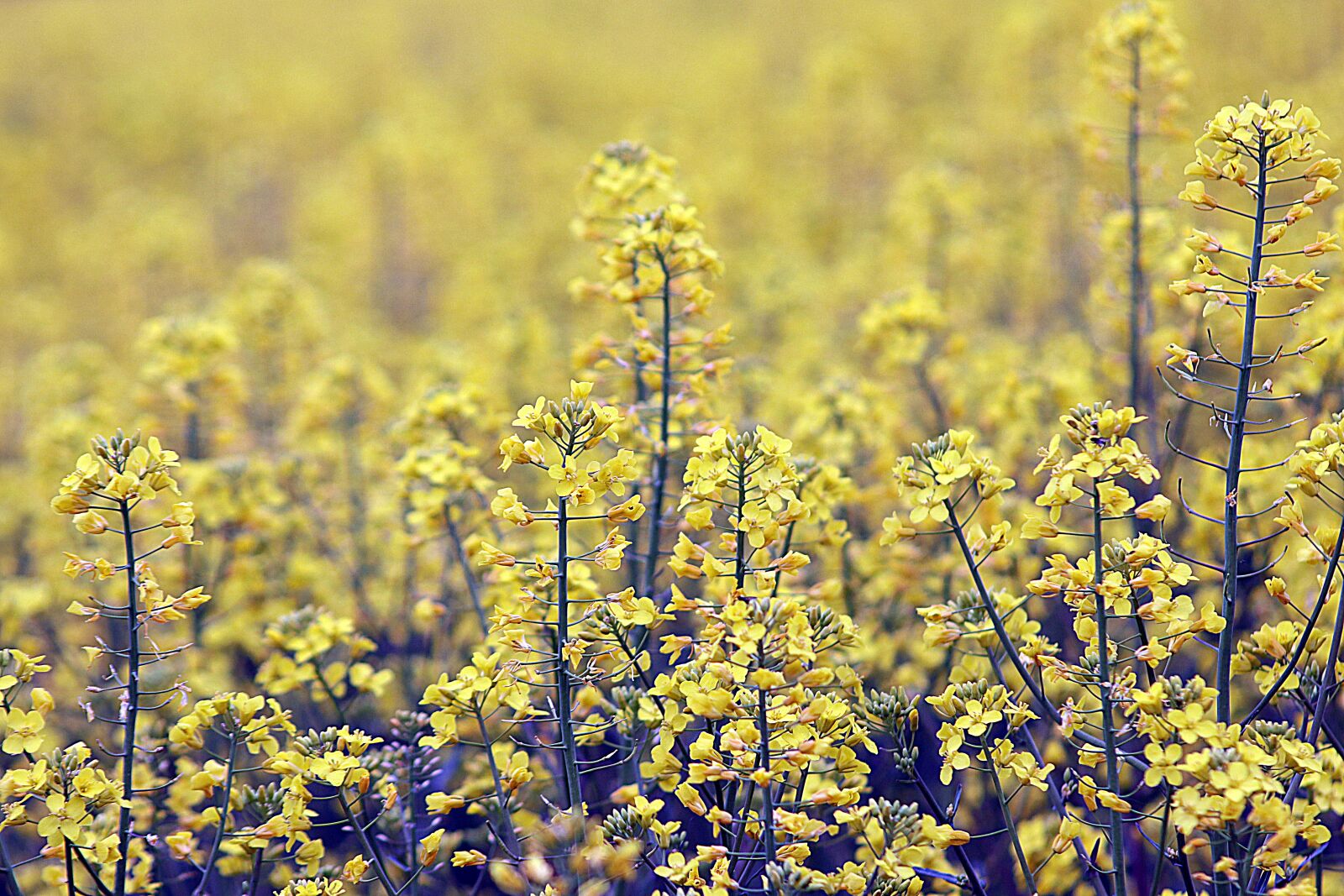 Canon EOS 200D (EOS Rebel SL2 / EOS Kiss X9) sample photo. Rape, yellow, bloom photography