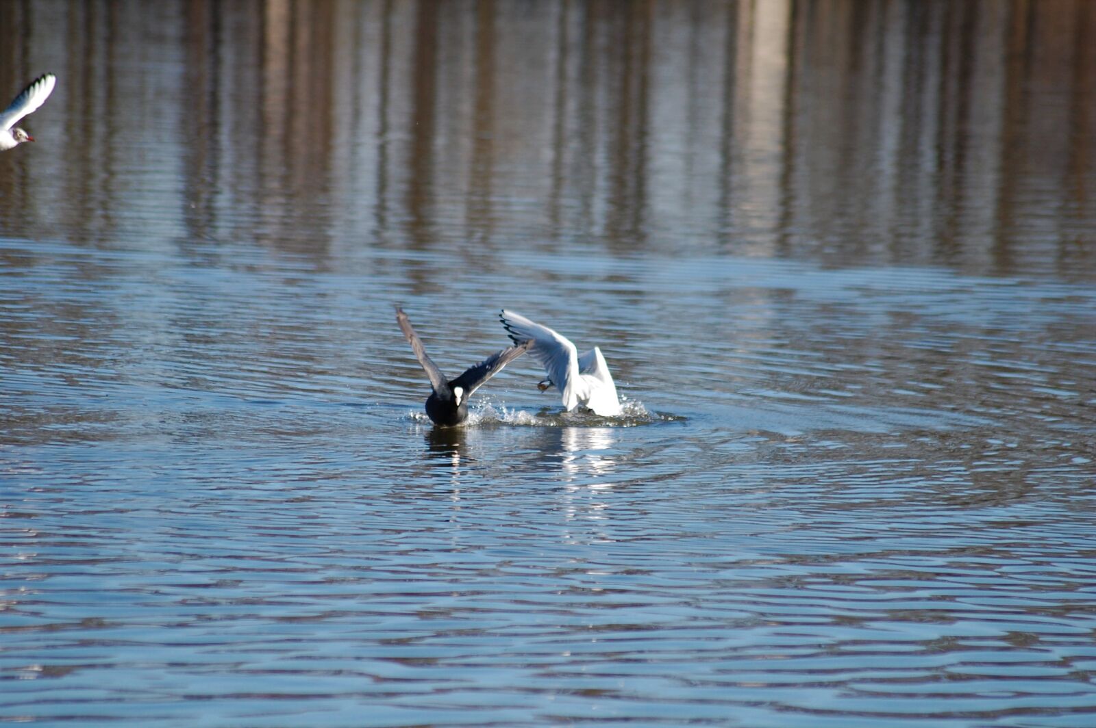 Nikon D40 sample photo. Lake, bird, nature photography