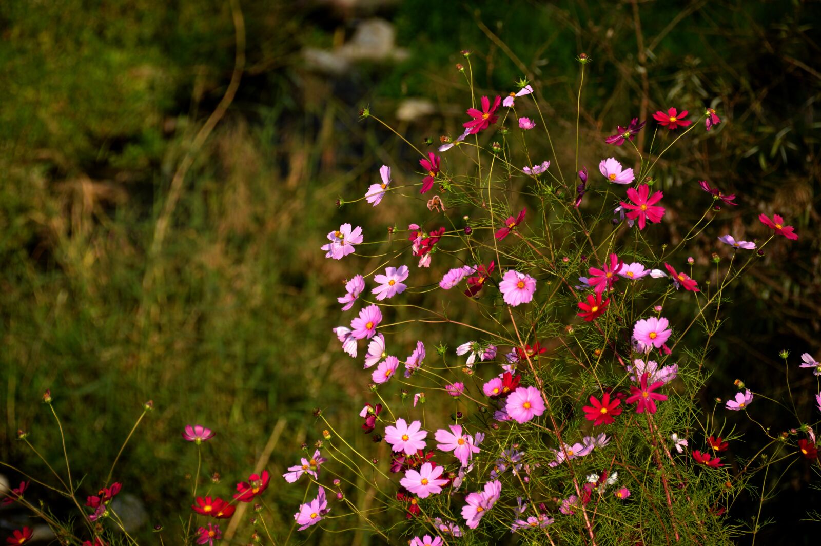 Nikon D3200 sample photo. Cosmos, flowers, plants photography