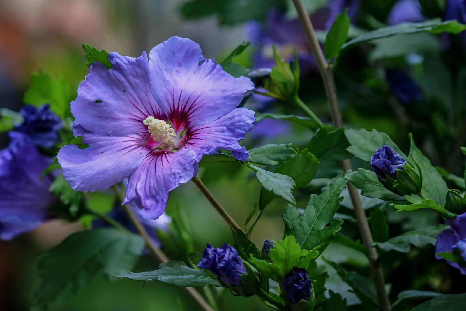 Canon EF-S 55-250mm F4-5.6 IS II sample photo. Hibiscus, shrub, nature photography