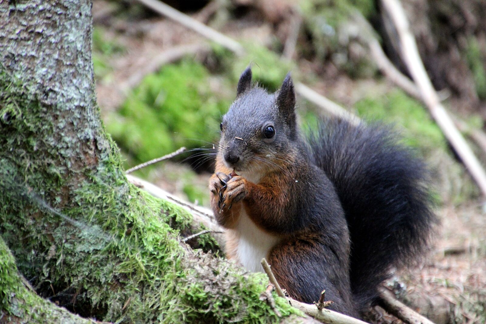 Canon EOS 600D (Rebel EOS T3i / EOS Kiss X5) sample photo. Squirrel, forest, food photography