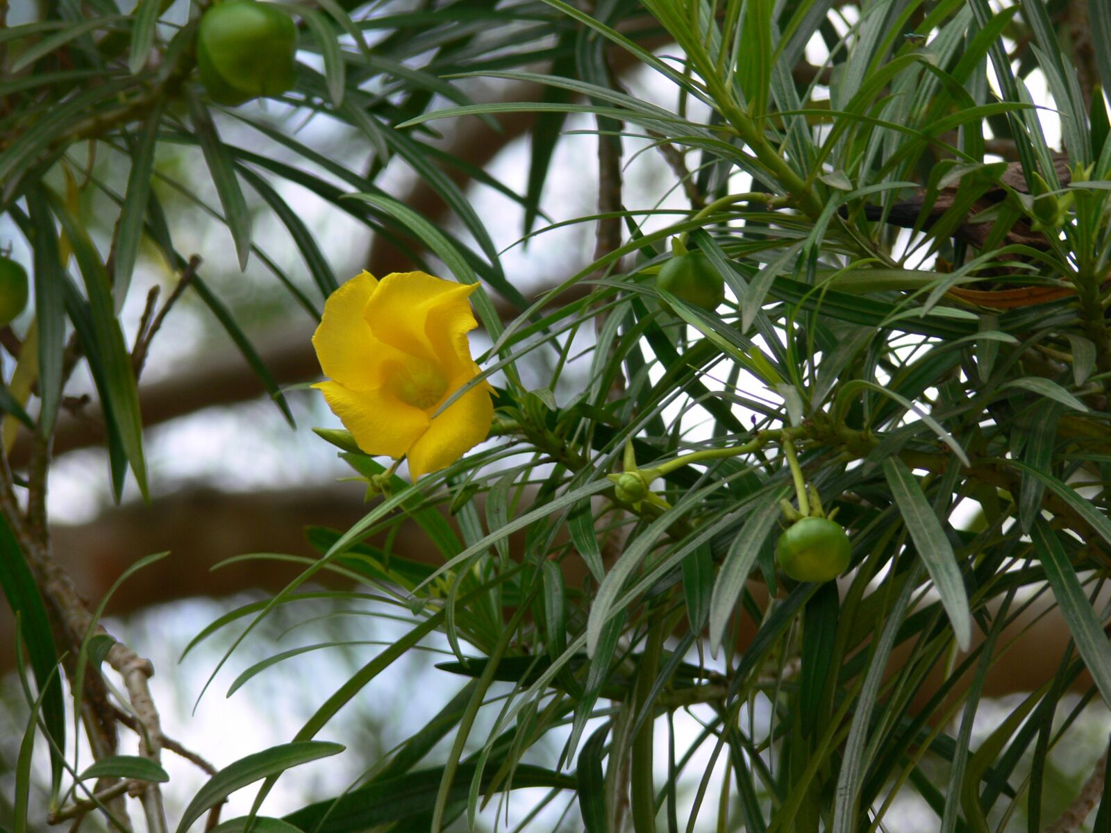 Panasonic DMC-FZ30 sample photo. Natura, fiori, germoglio photography