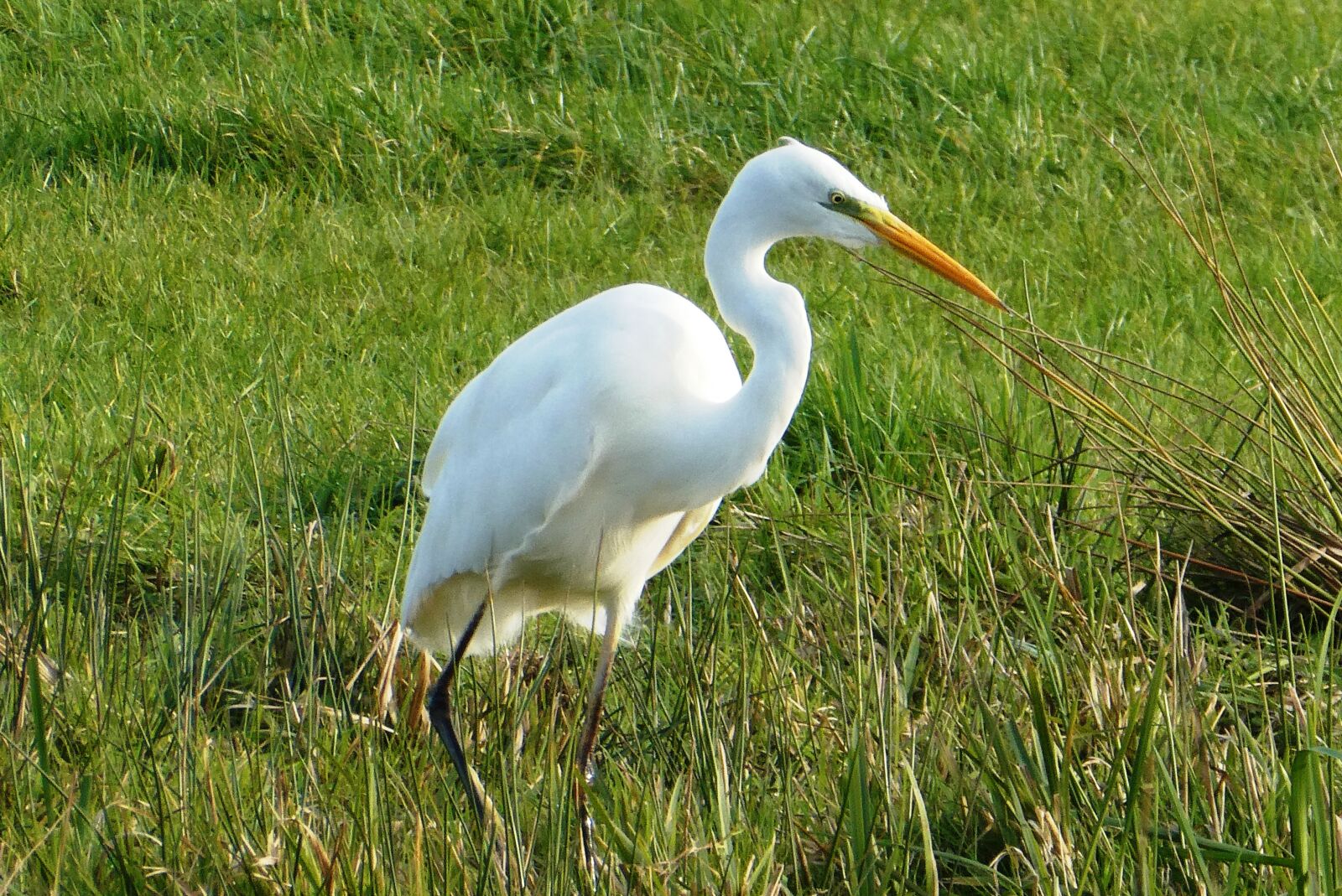 Panasonic Lumix DC-ZS70 (Lumix DC-TZ90) sample photo. White heron, ditch, grass photography