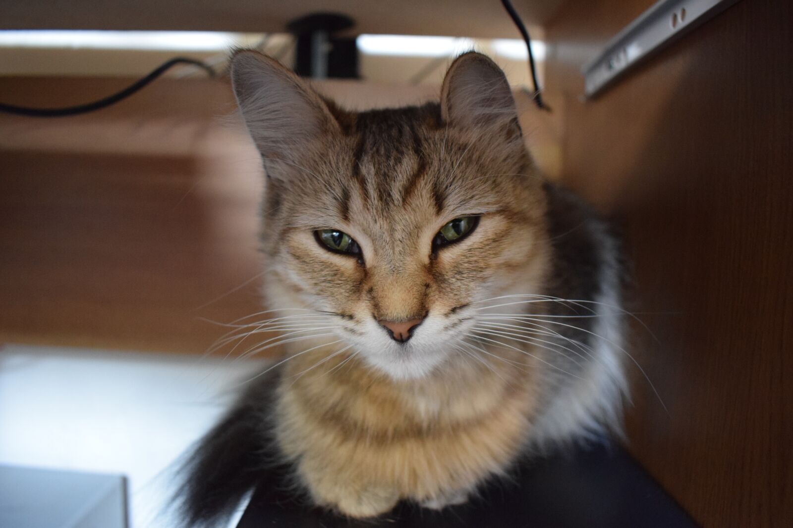 Nikon D3300 sample photo. Cat, kitten, animal photography