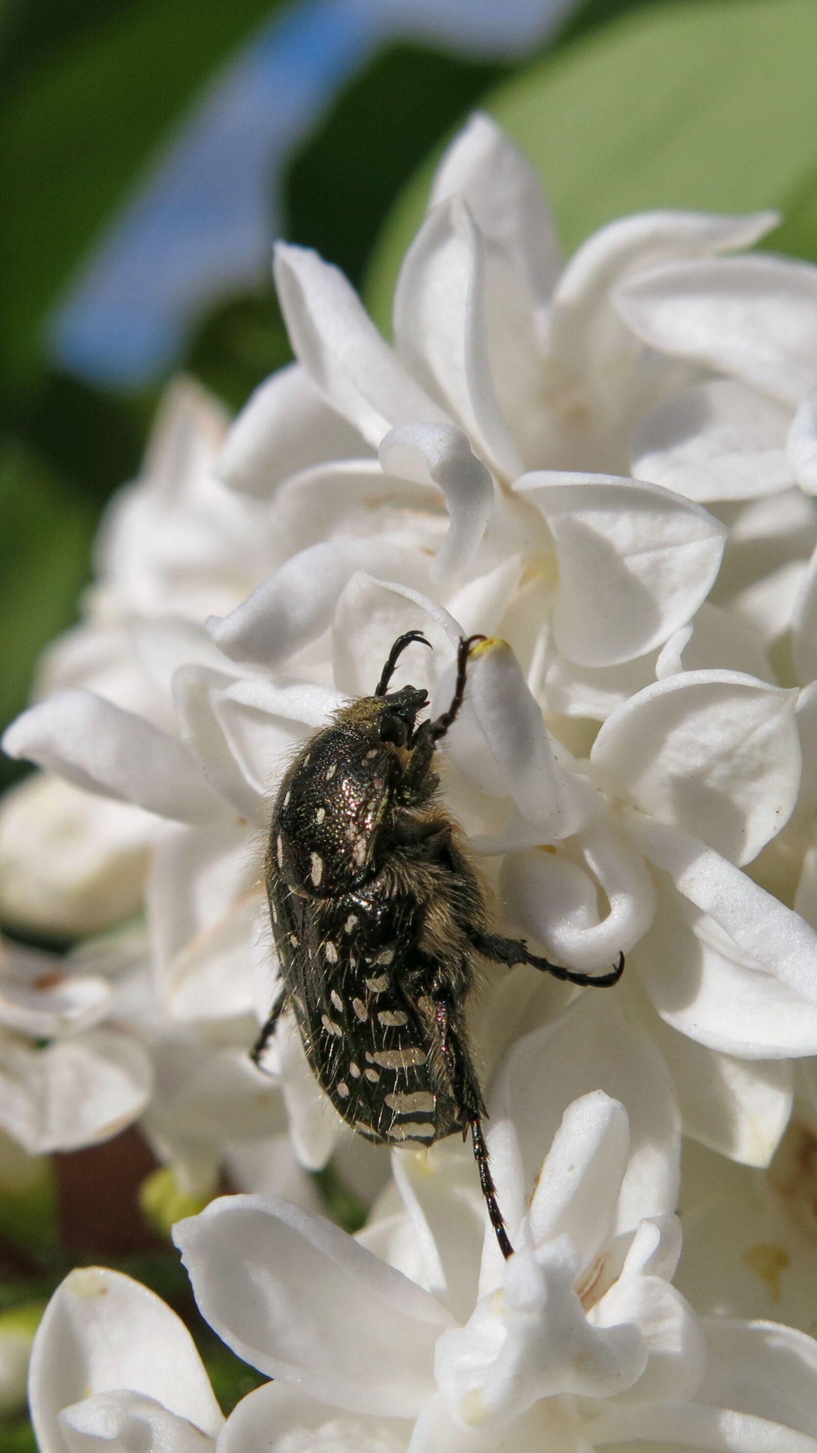 Canon PowerShot G15 sample photo. Grief rose beetle, oxythyrea photography