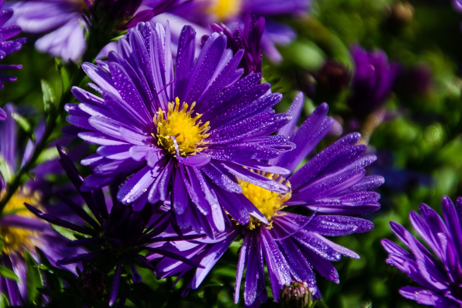 Nikon D5100 sample photo. Nature, flower, plant photography