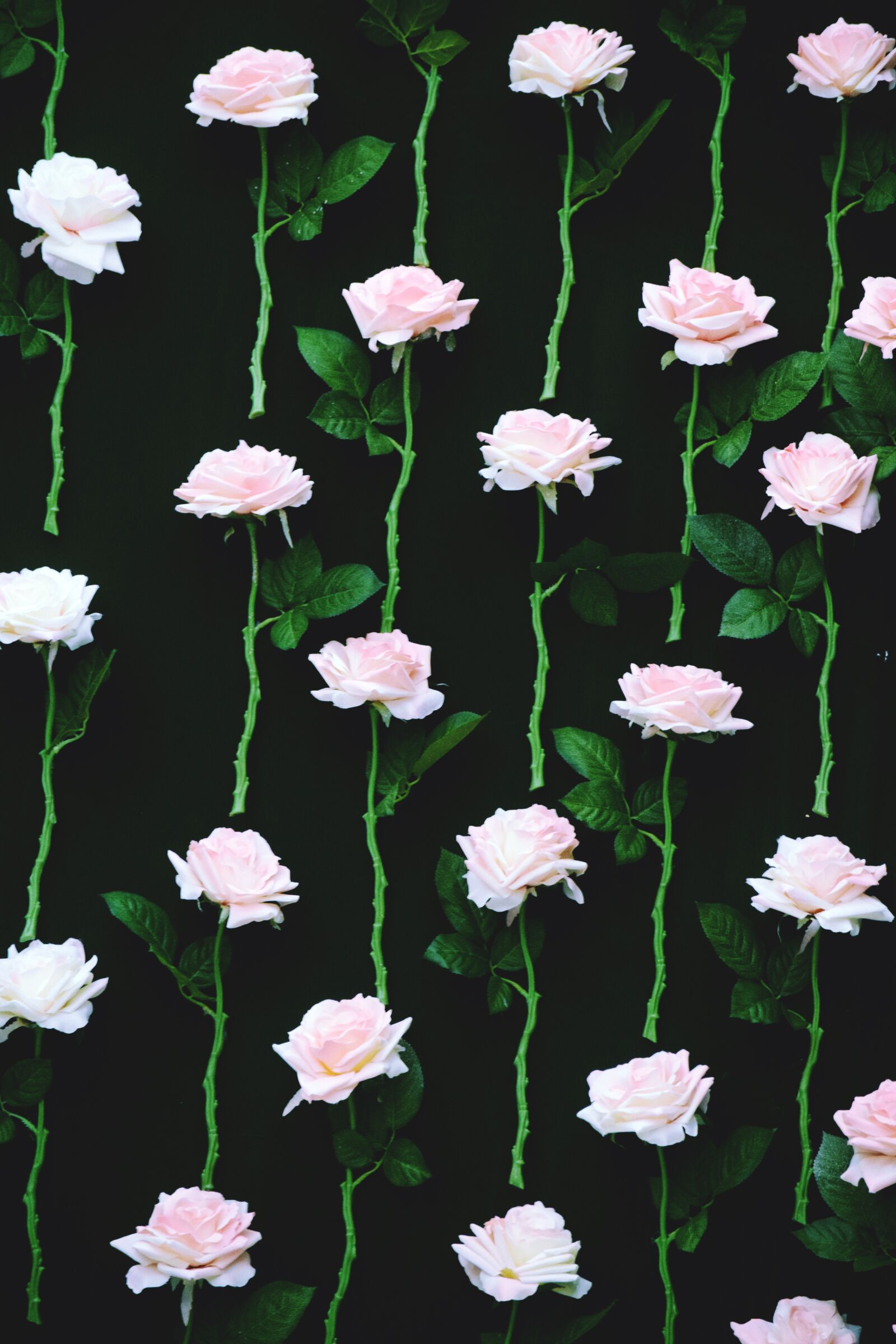 Nikon D3300 sample photo. Rose, flower, pink roses photography
