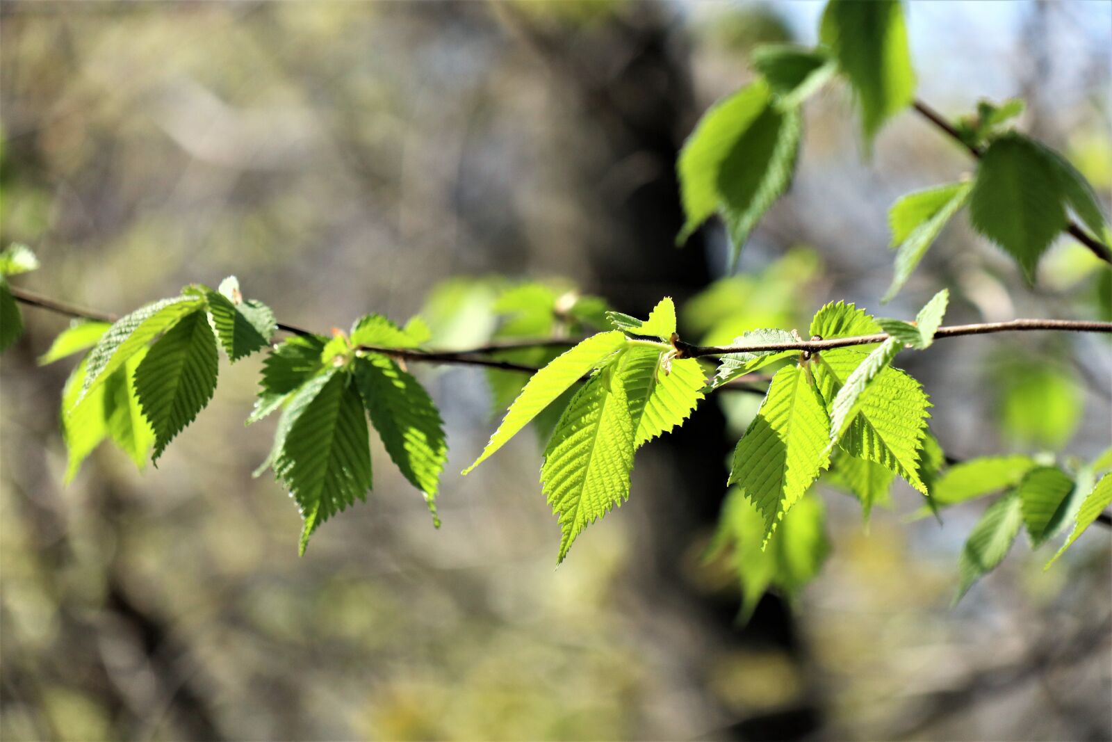 Canon EOS M6 sample photo. Spring, april, sprig photography