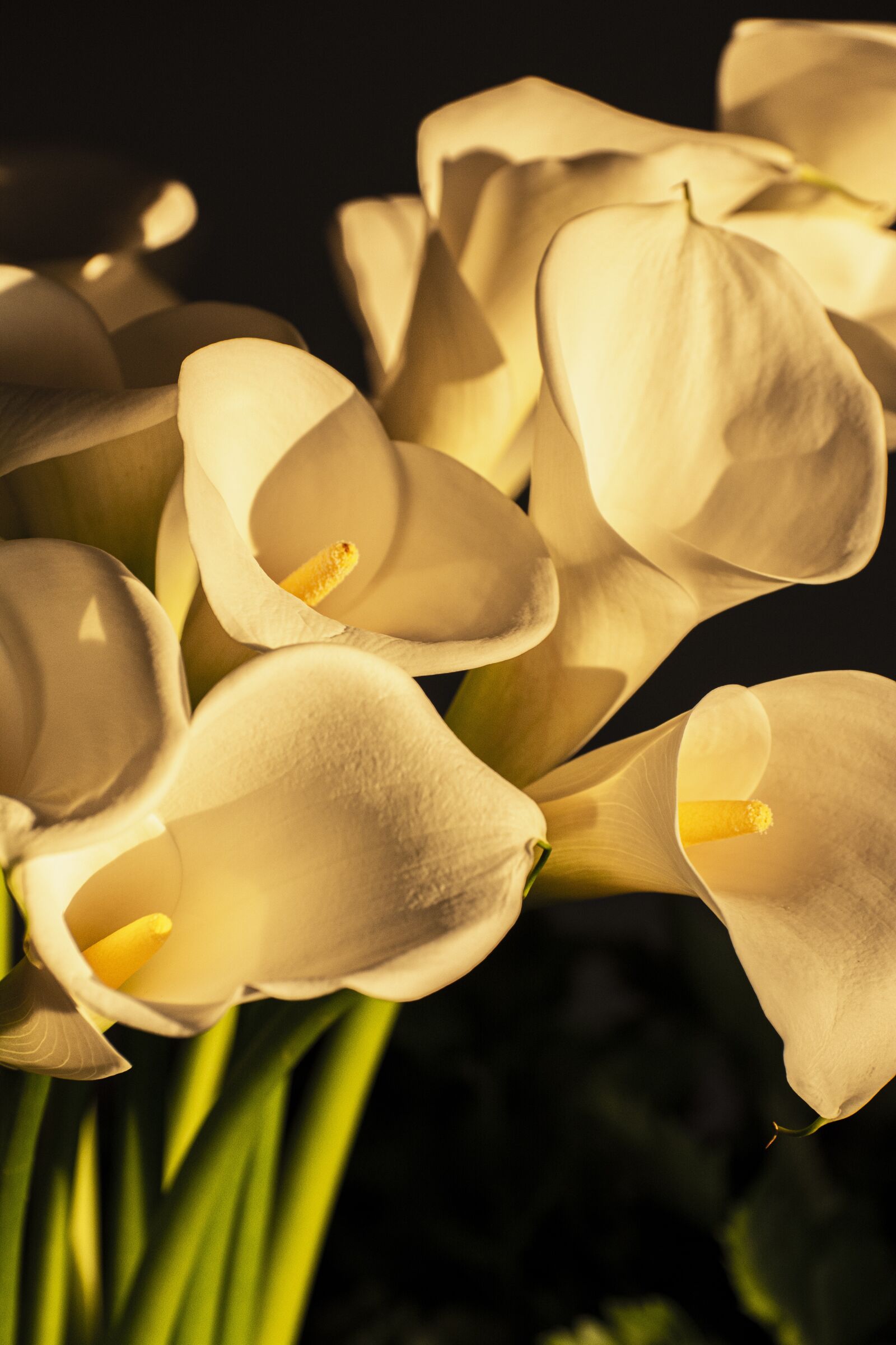 Nikon D7100 sample photo. Calls, call, flower photography