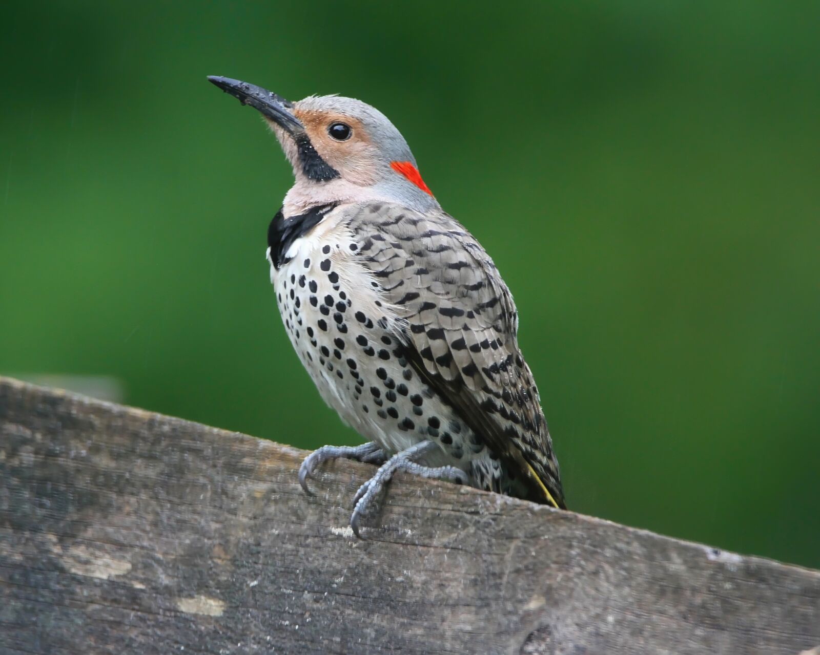 Tamron SP 150-600mm F5-6.3 Di VC USD sample photo. Northern flicker, bird, flicker photography