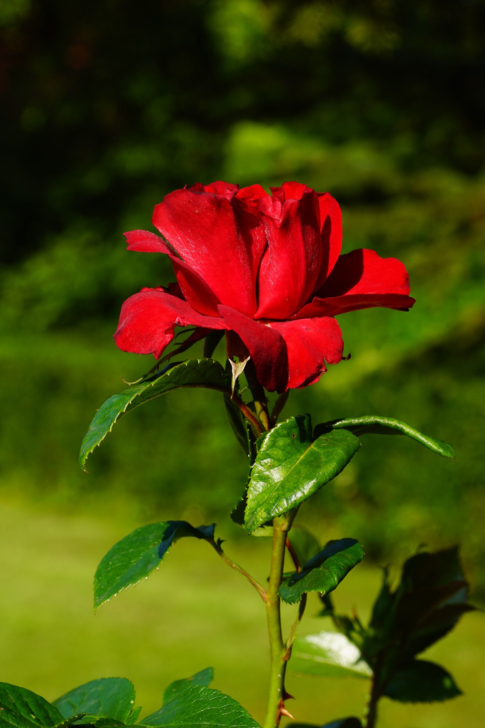 Sony SLT-A68 sample photo. Rose, blossom, bloom photography