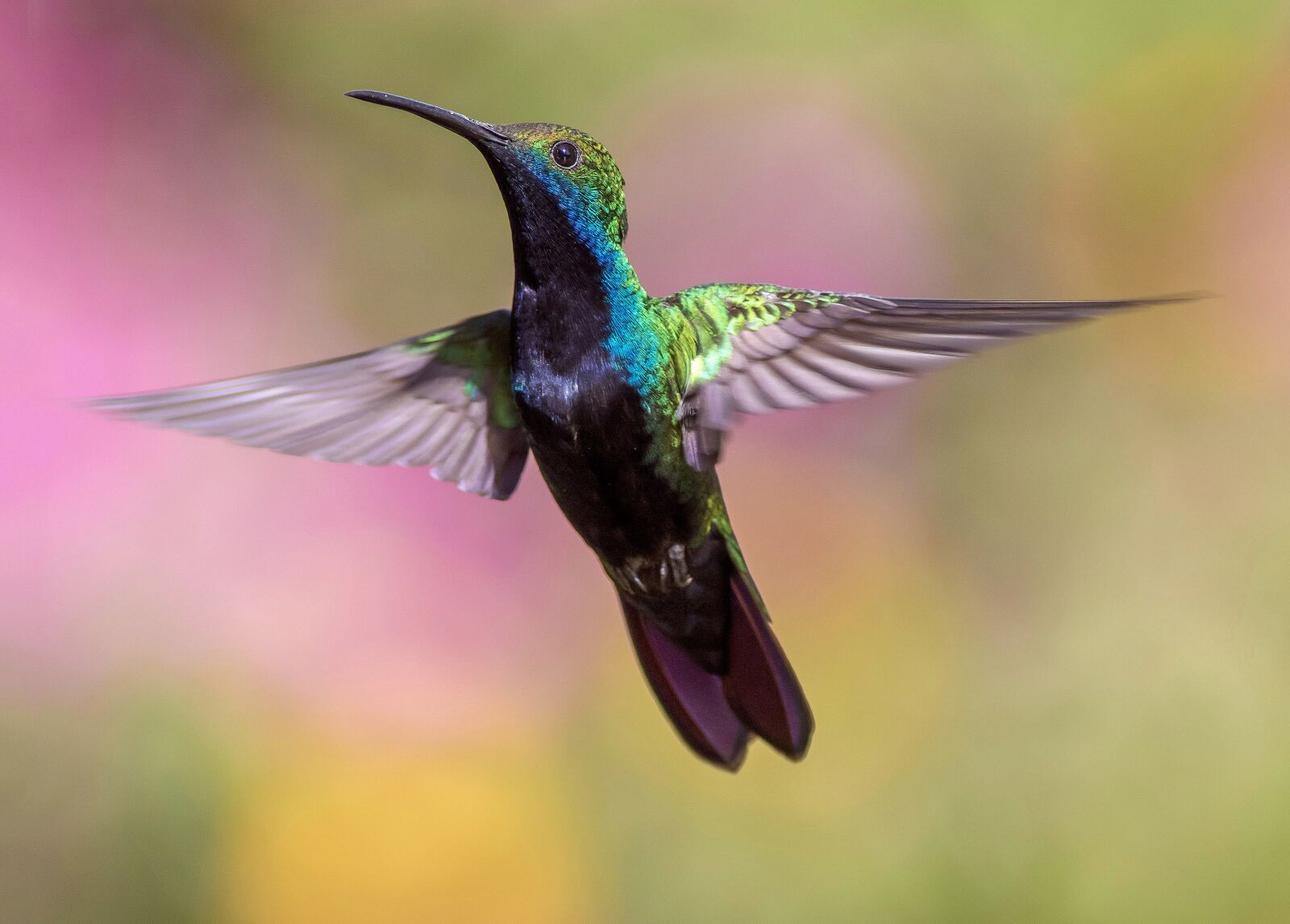 EF300mm f/4L USM +1.4x sample photo. Hummingbird, bird, flight photography