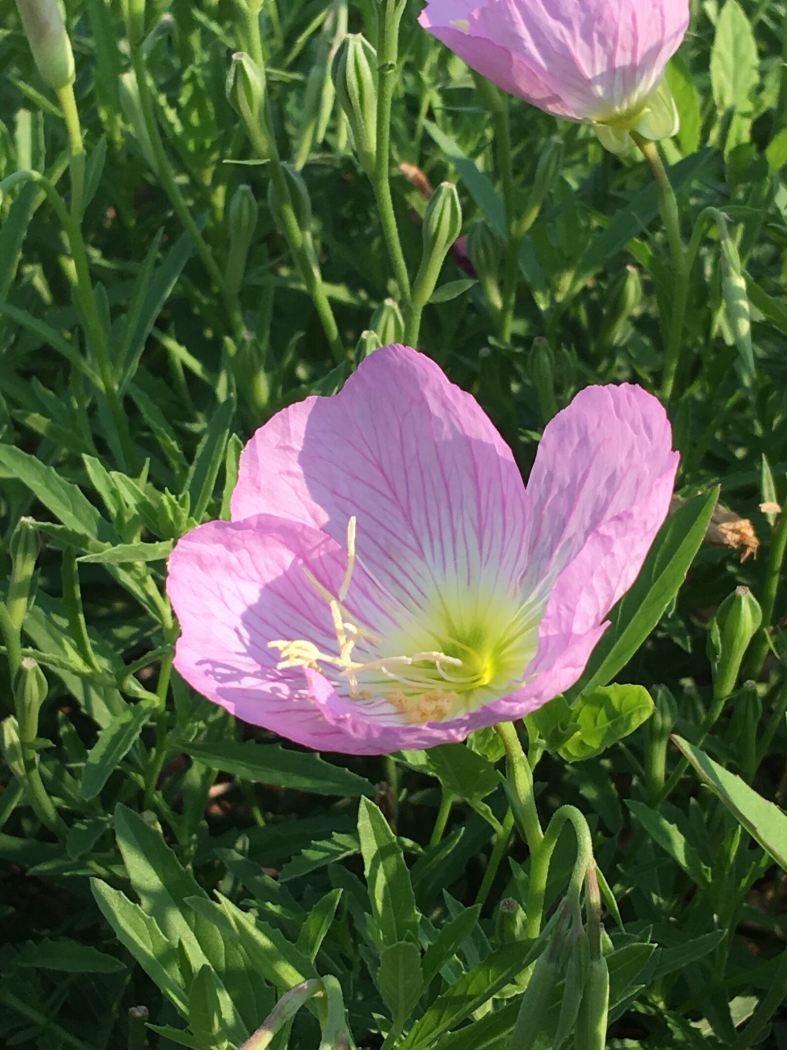 iPhone SE back camera 4.15mm f/2.2 sample photo. Soapwart, flower, flora photography
