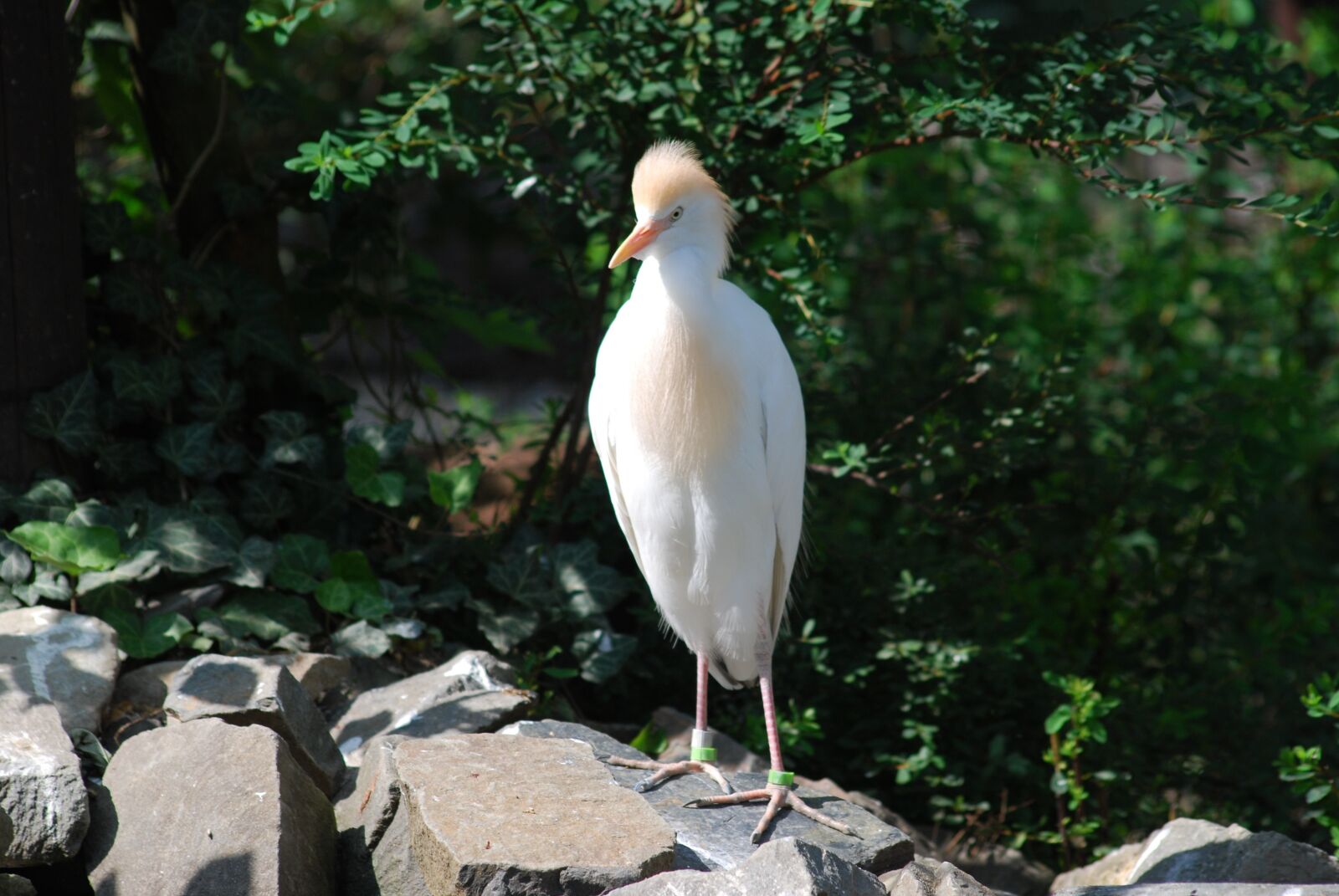 Nikon D40X sample photo. Bird, animal, zoo photography