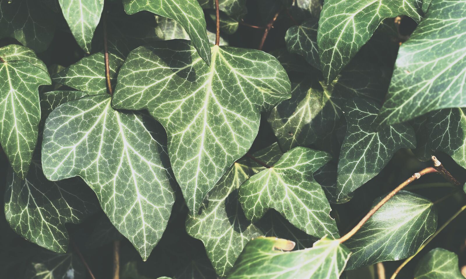 Nikon D7200 sample photo. Ivy, plant, garden photography