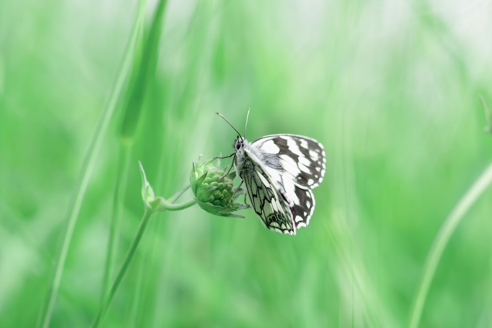 Nikon D7200 sample photo. Butterfly, butterfly chess board photography