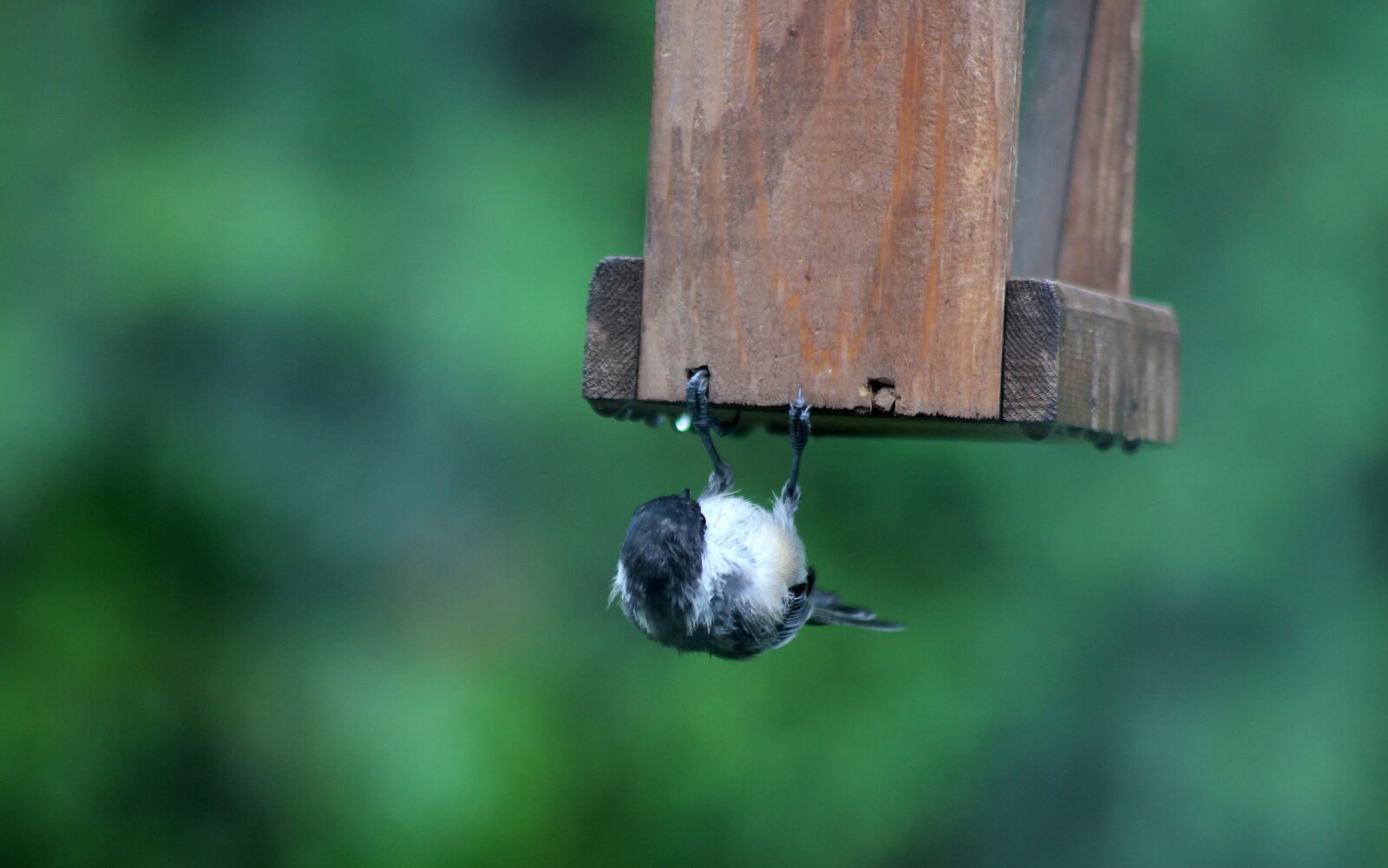 Canon EOS 550D (EOS Rebel T2i / EOS Kiss X4) sample photo. Bird, chickadee, upside down photography