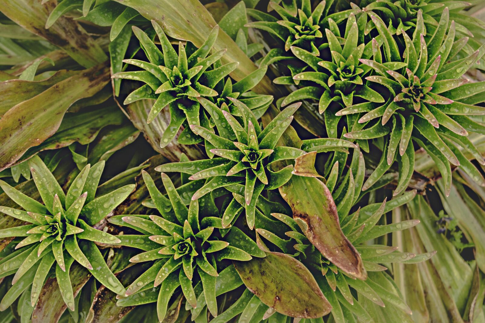 Nikon D7100 sample photo. Plant, rain photography