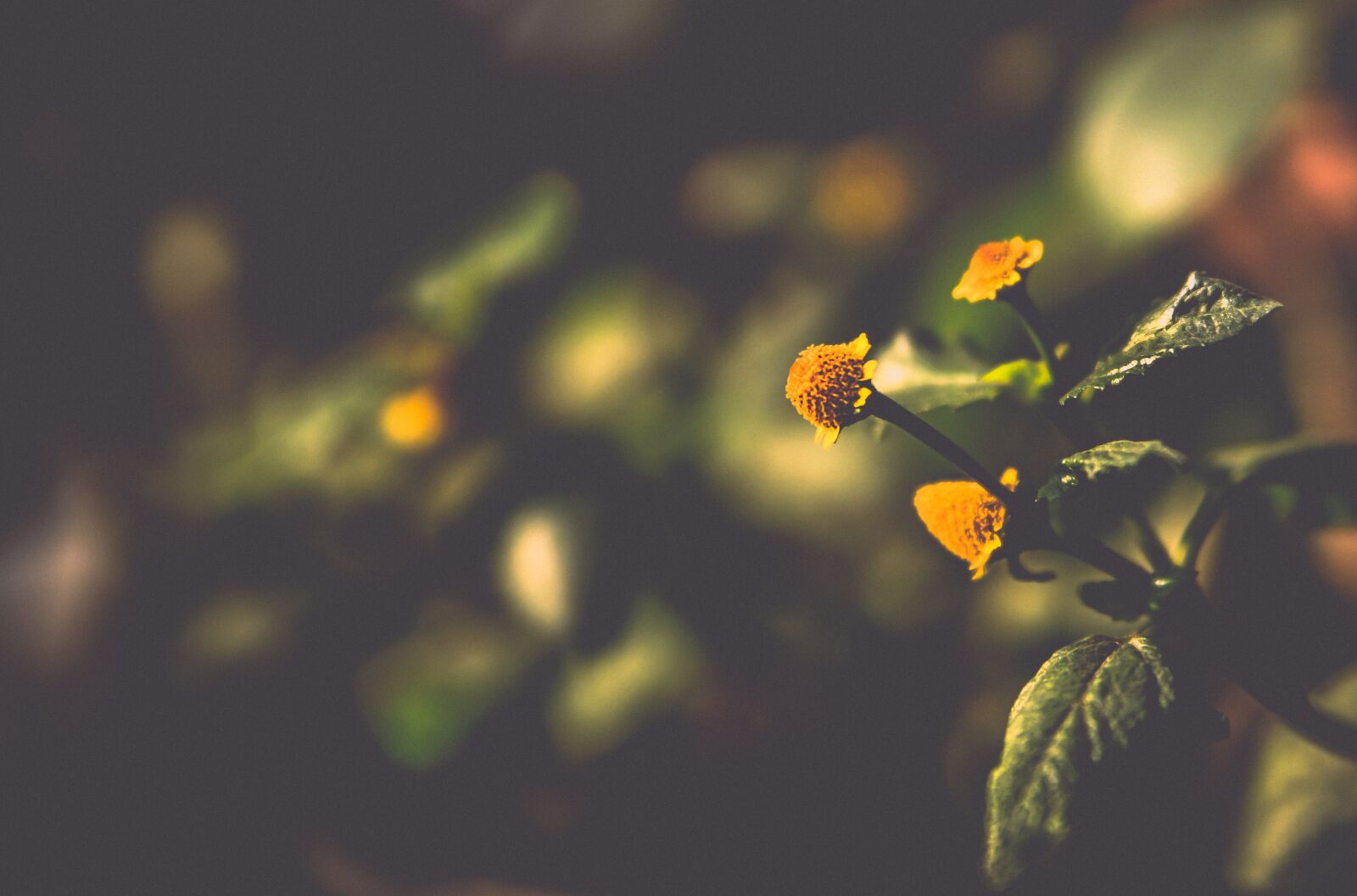Canon EOS 5D Mark II sample photo. Desktop, nature, color photography