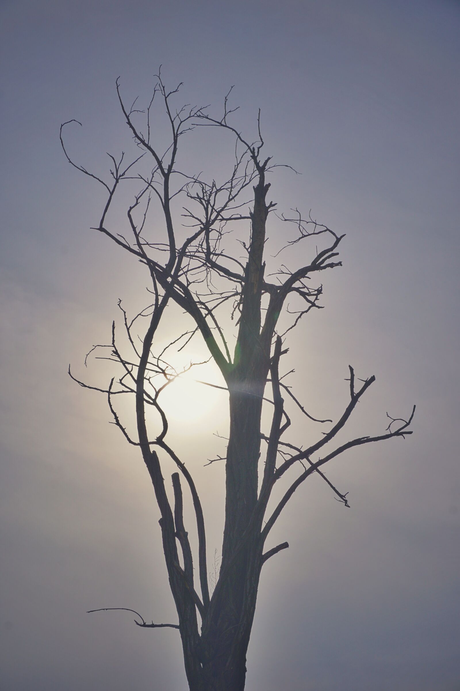 Sony E 16-50mm F3.5-5.6 PZ OSS sample photo. Withered, gobi, sun photography