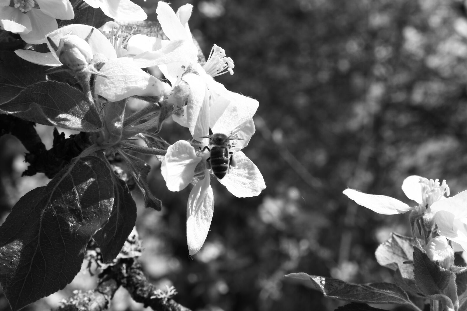 Canon EOS 100D (EOS Rebel SL1 / EOS Kiss X7) sample photo. Flower, insect, nature photography