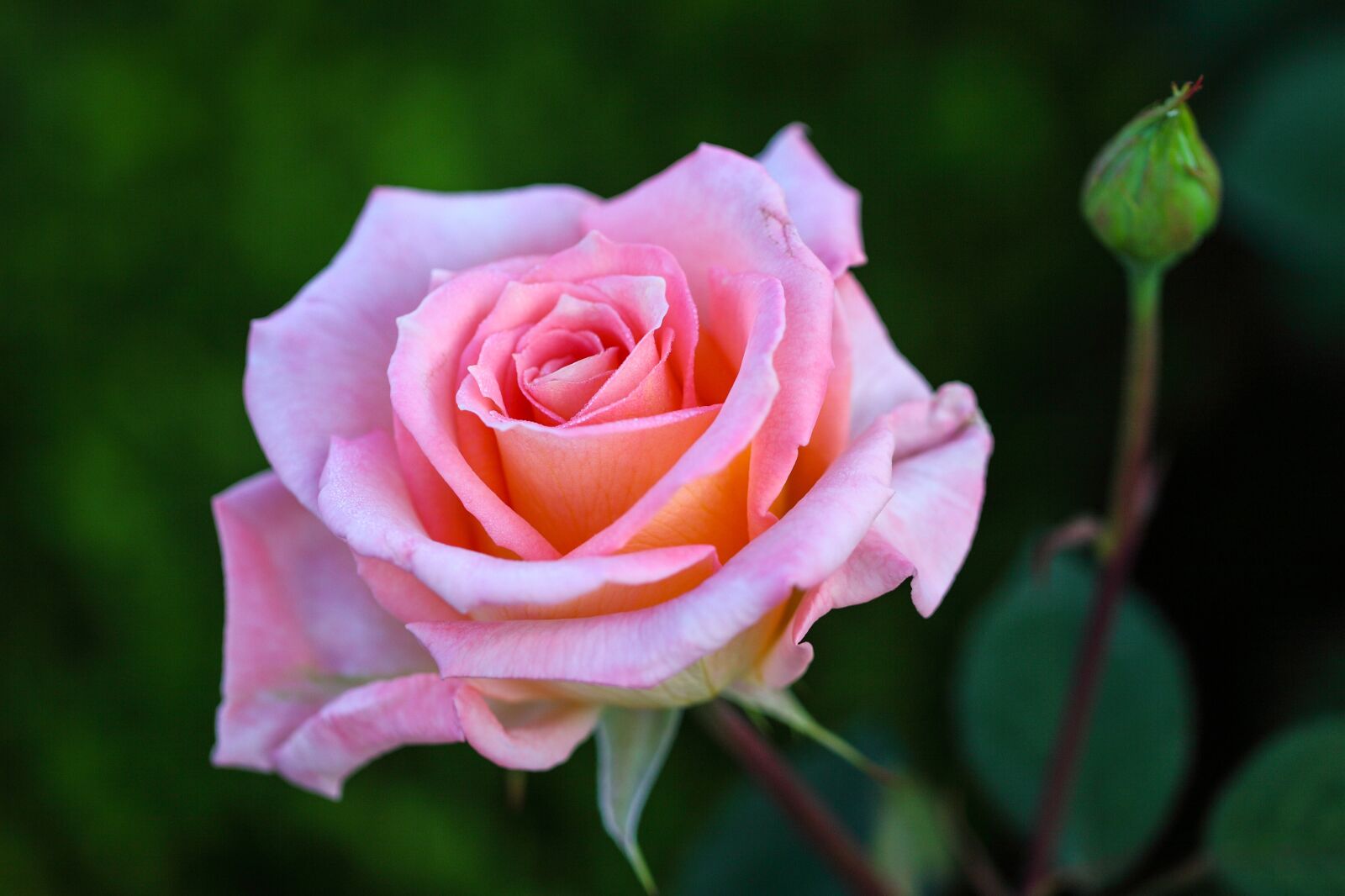 Canon EOS 5D Mark II sample photo. Flowers, rose, plants photography