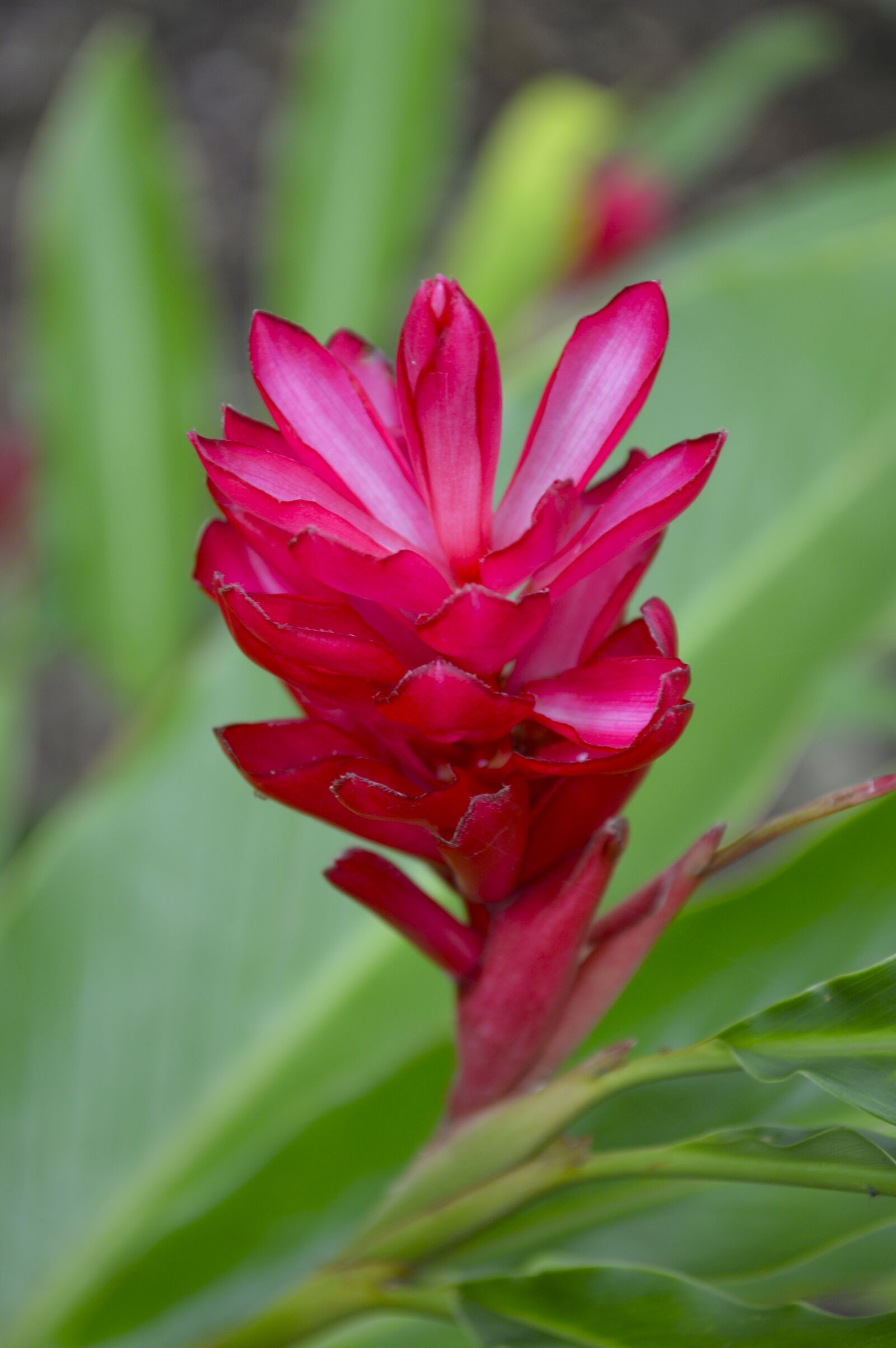 Nikon D3200 sample photo. Flower, plant, flowers photography